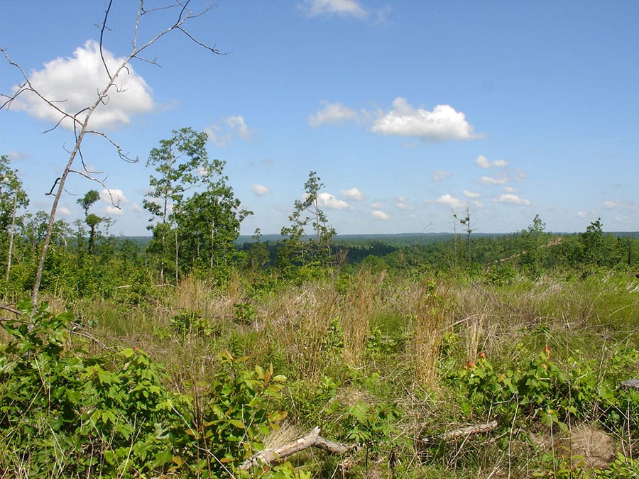 Antler Ridge Tract 1 photo 3
