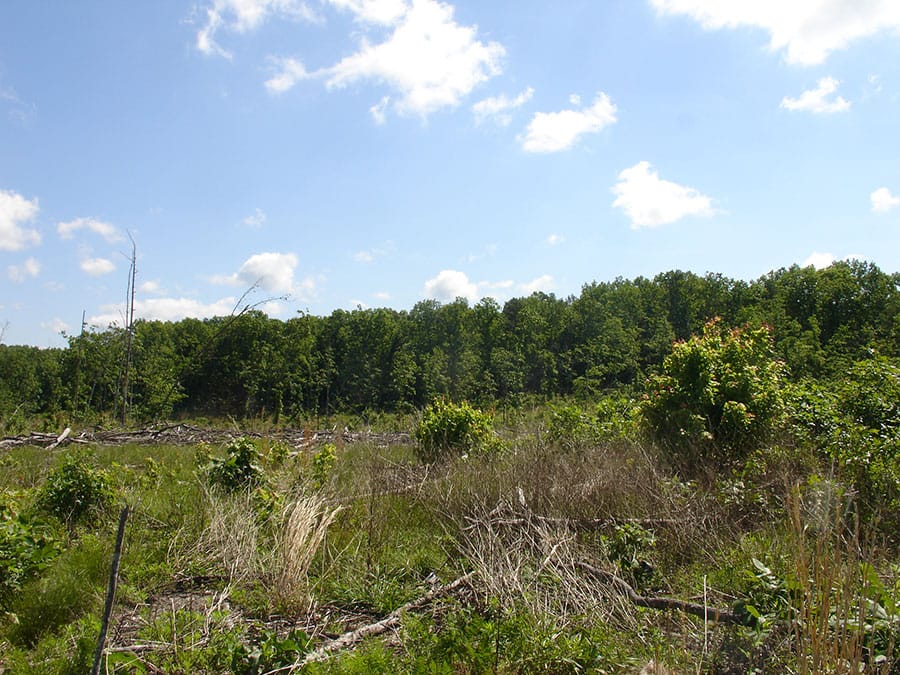 Antler Ridge Tract 1 photo 4