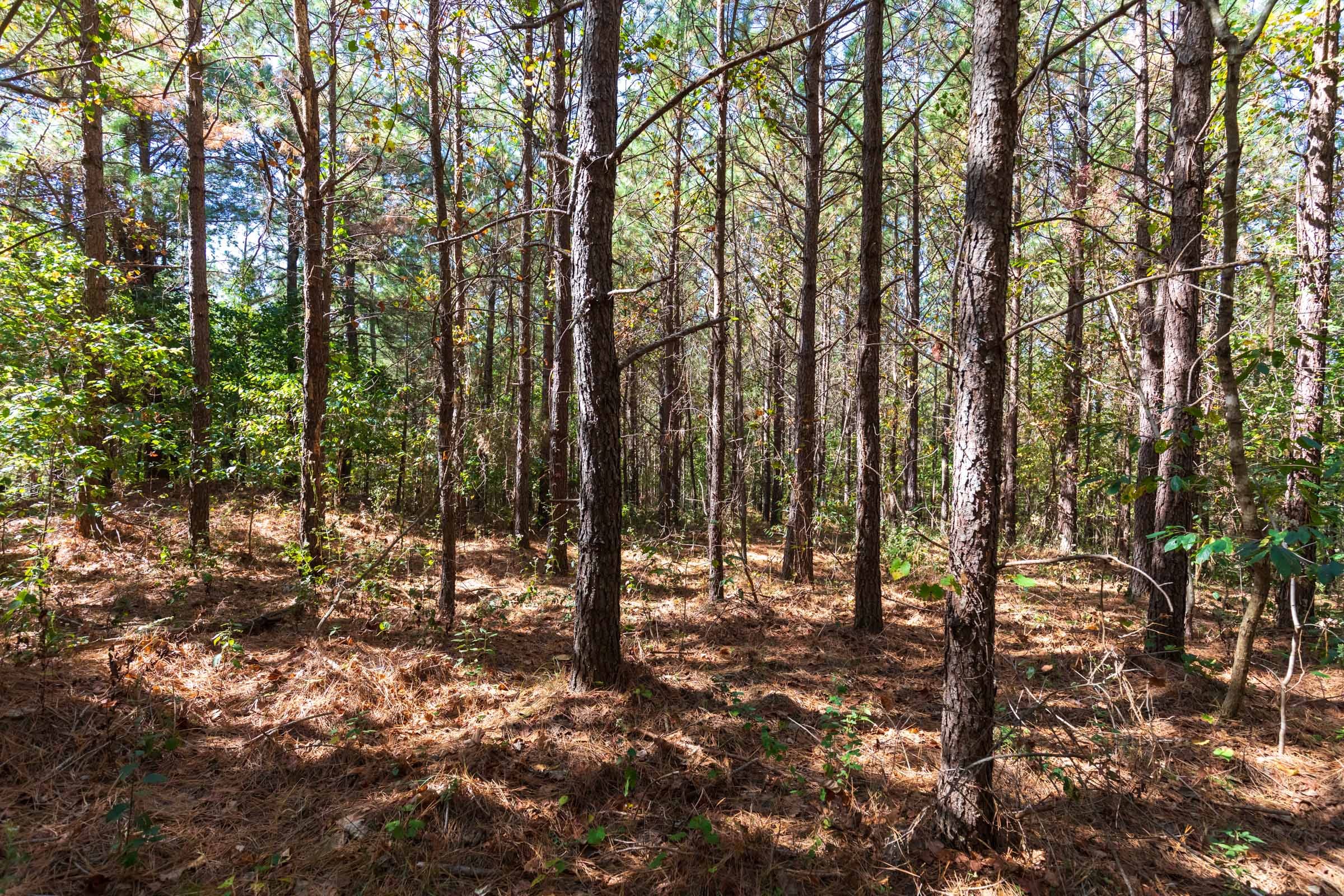 Bear Brook Tract 11 photo 2