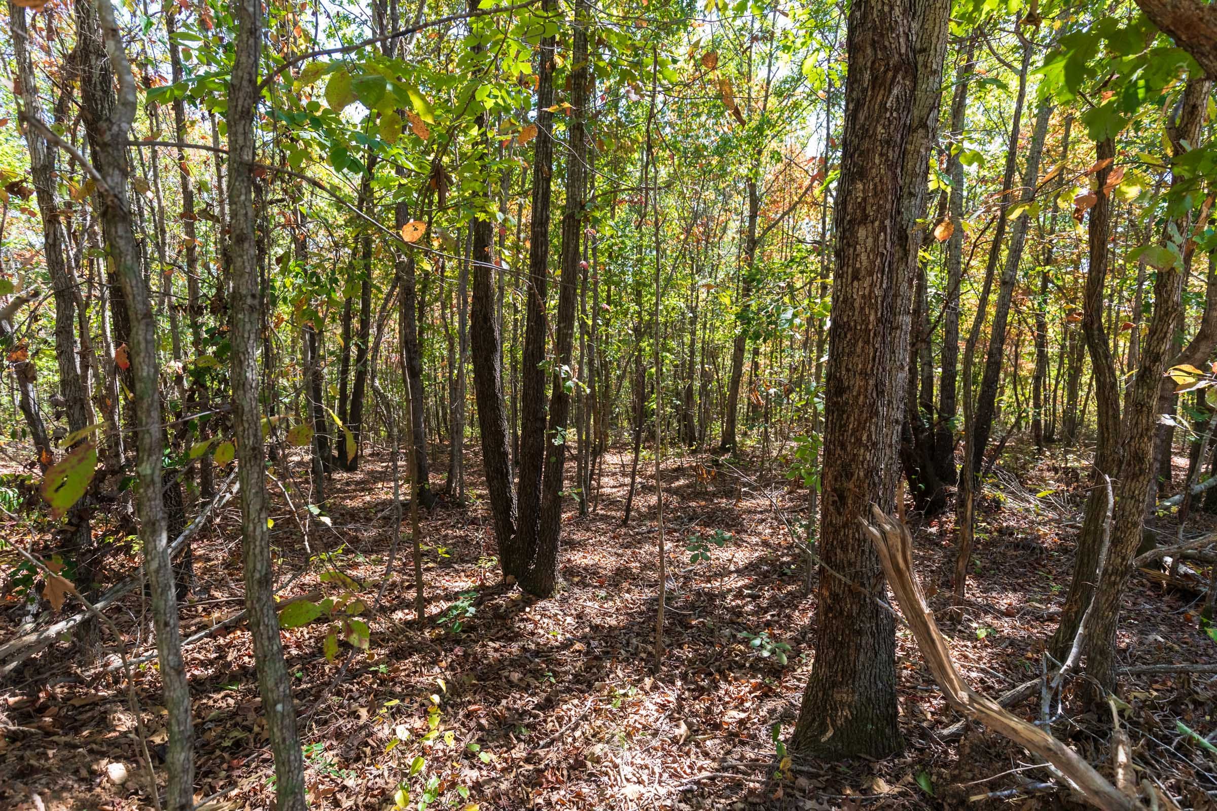 Bear Brook Tract 11 photo 3
