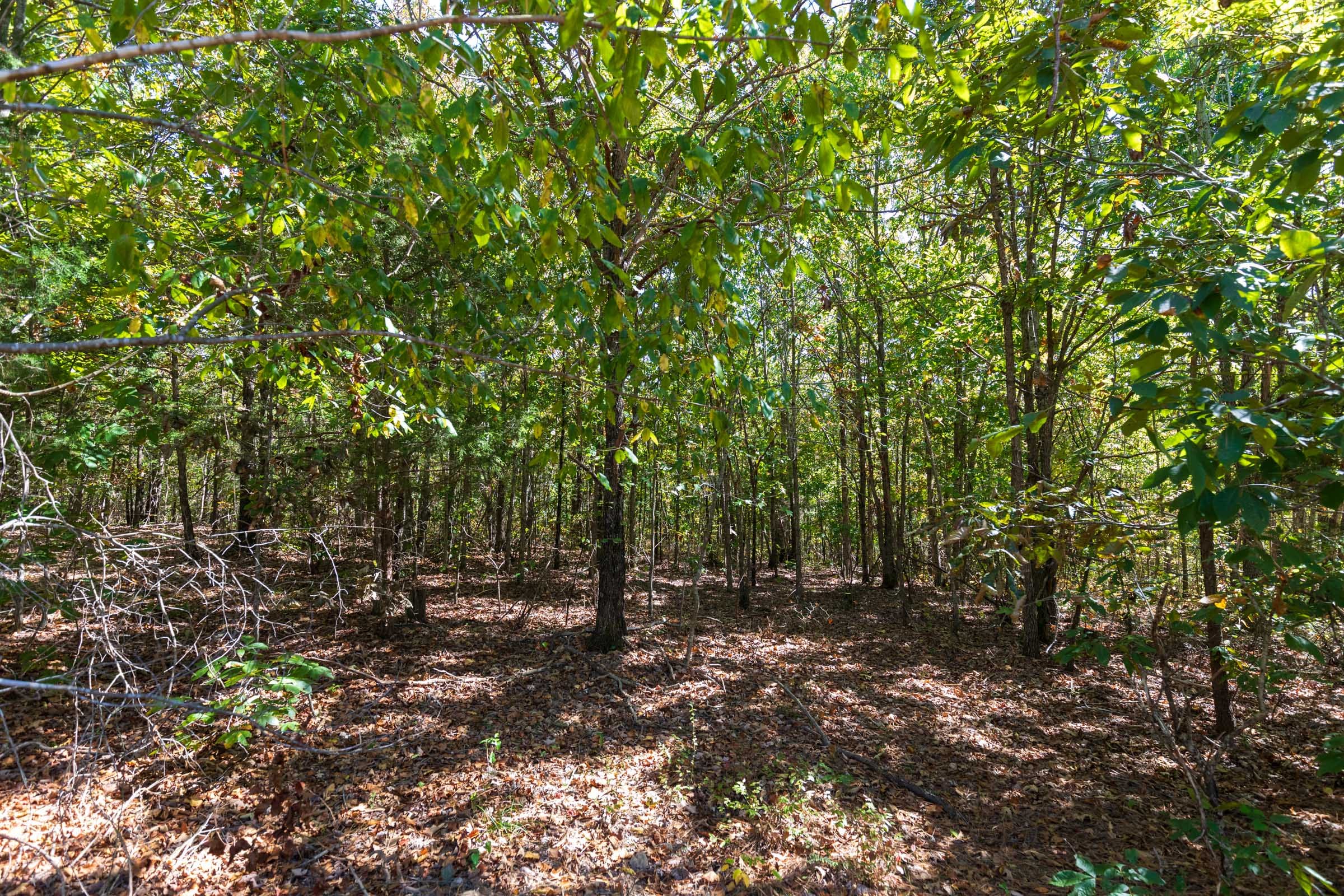 Bear Brook Tract 11 photo 4