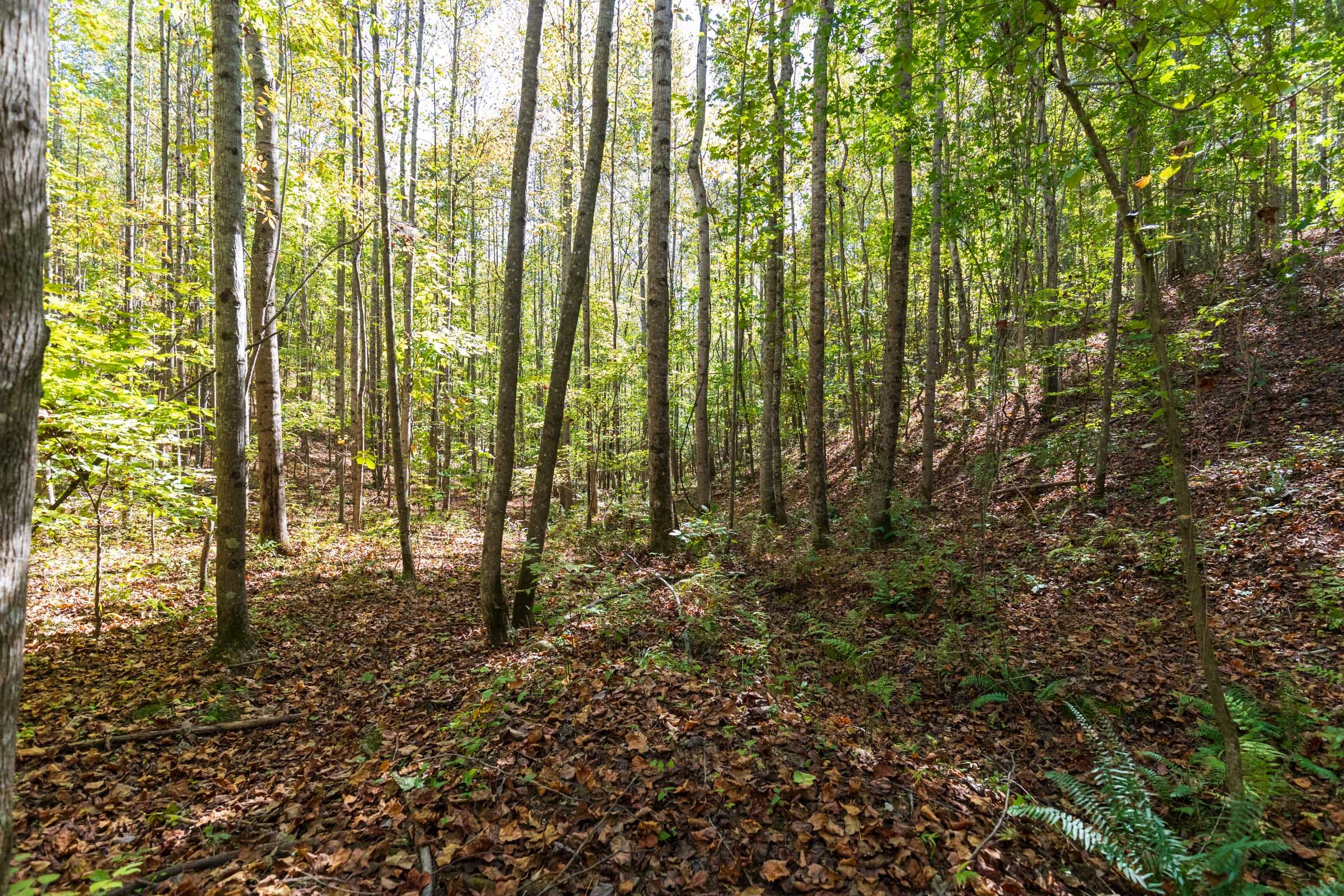 Bear Brook Tract 11 photo 6