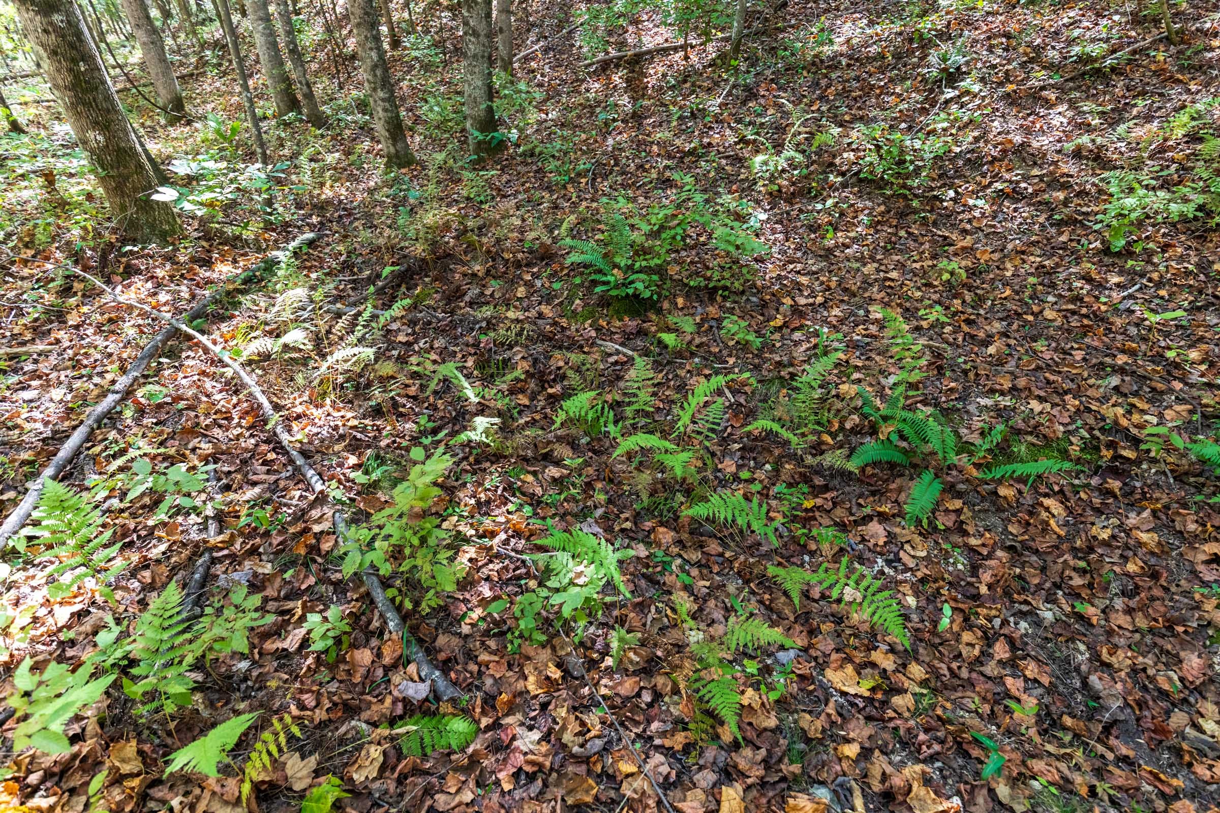 Bear Brook Tract 11 photo 7