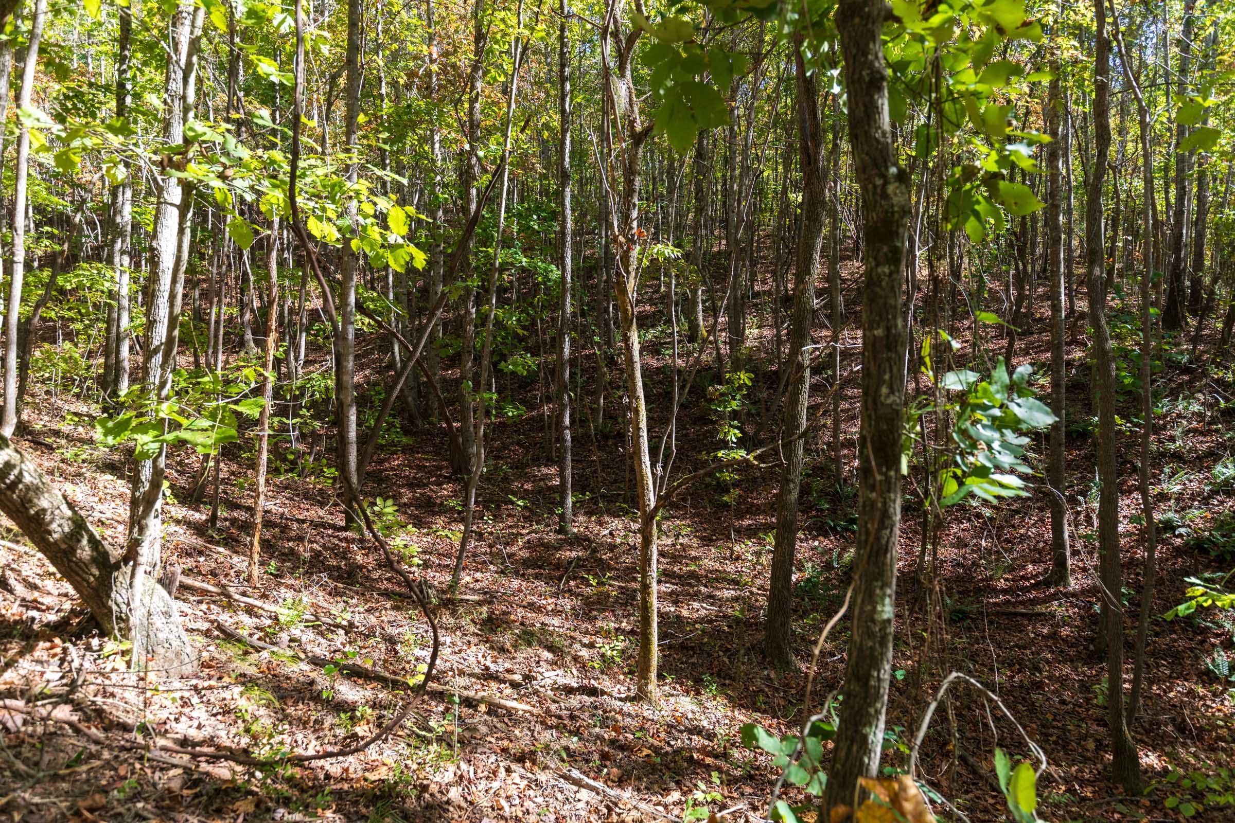 Bear Brook Tract 11 photo 8
