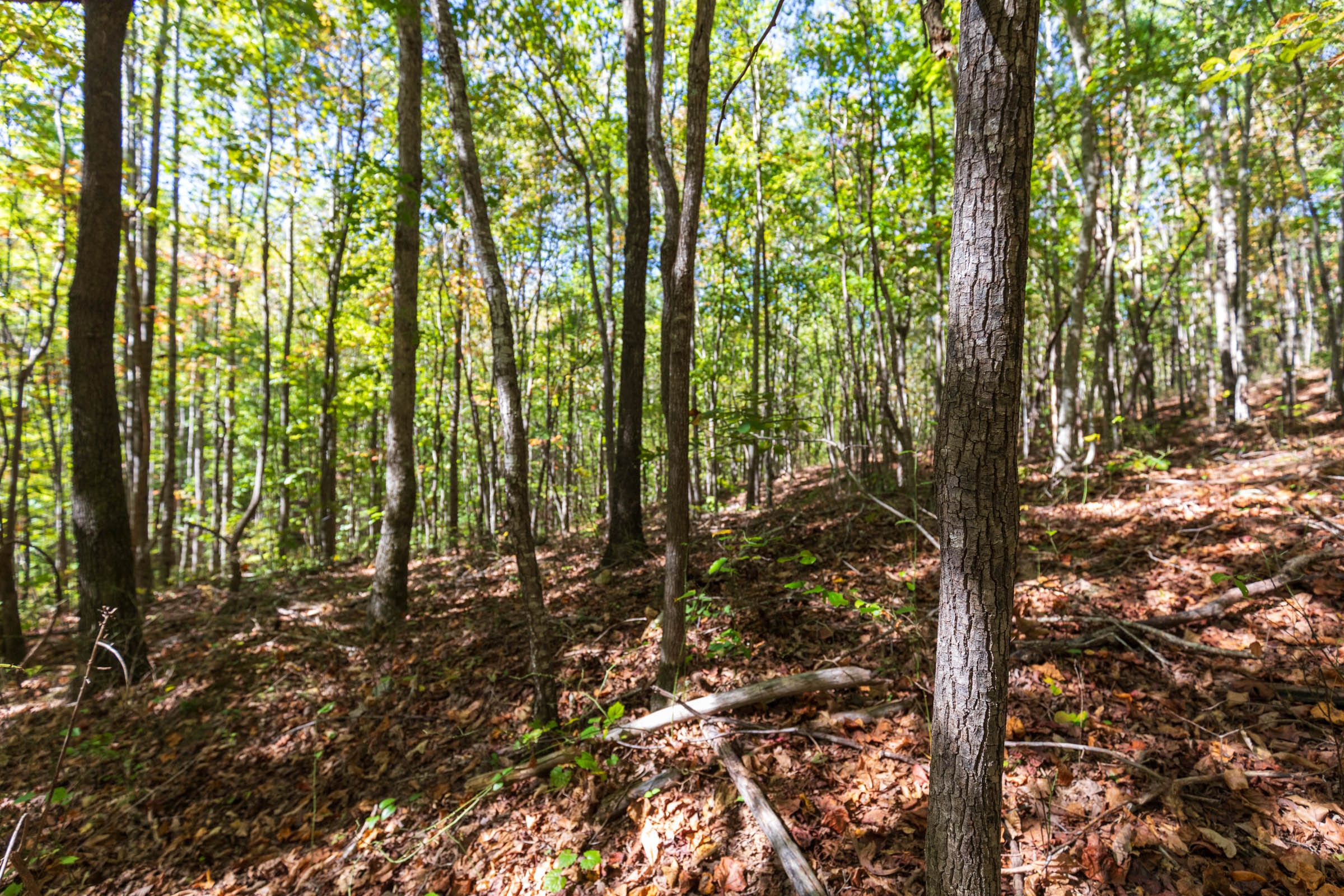Bear Brook Tract 11 photo 5