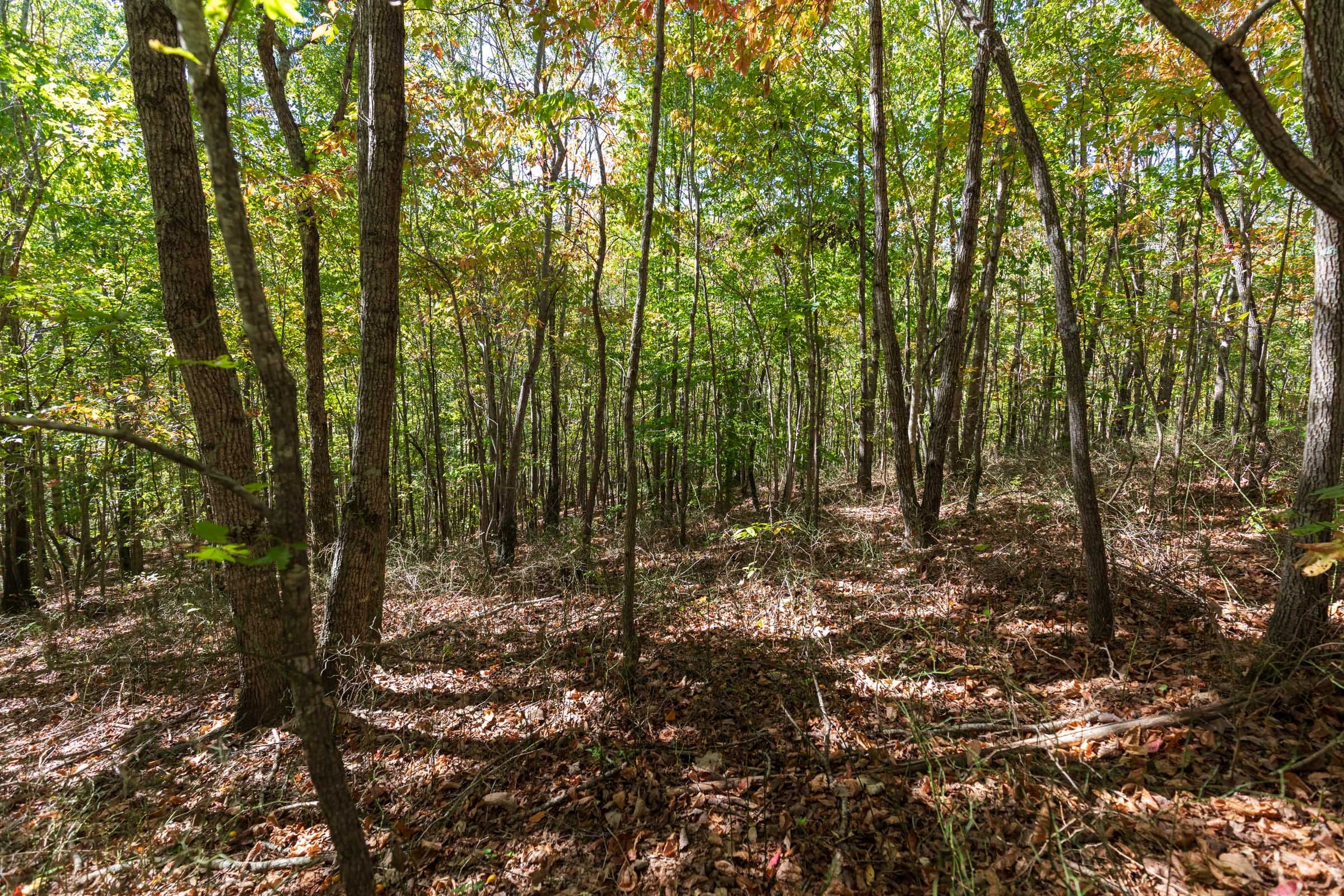 Bear Brook Tract 11 photo 9