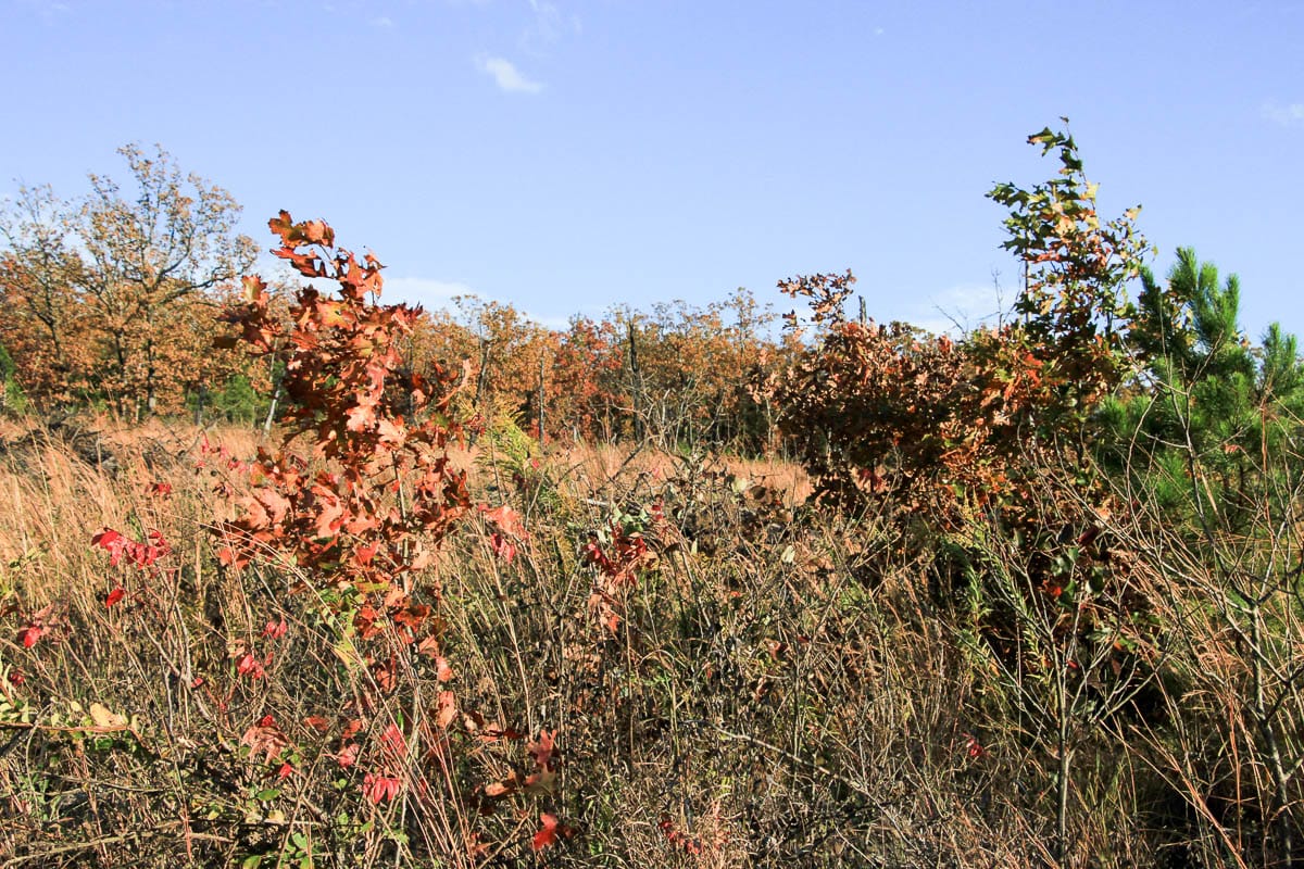 Stone Creek Phase III Tract 17 photo 6