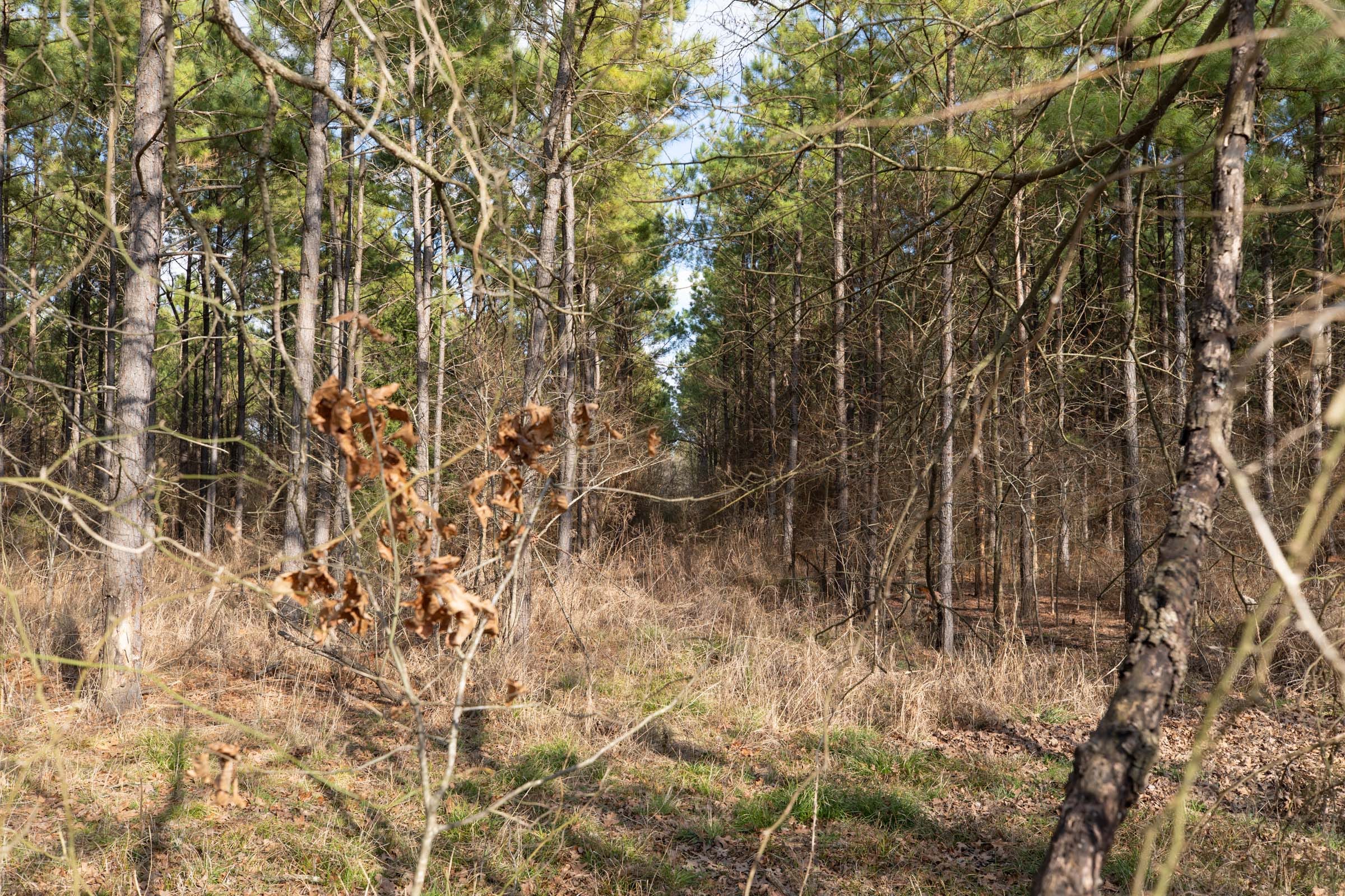 Wishing Star Ranch Tract 42 photo 3