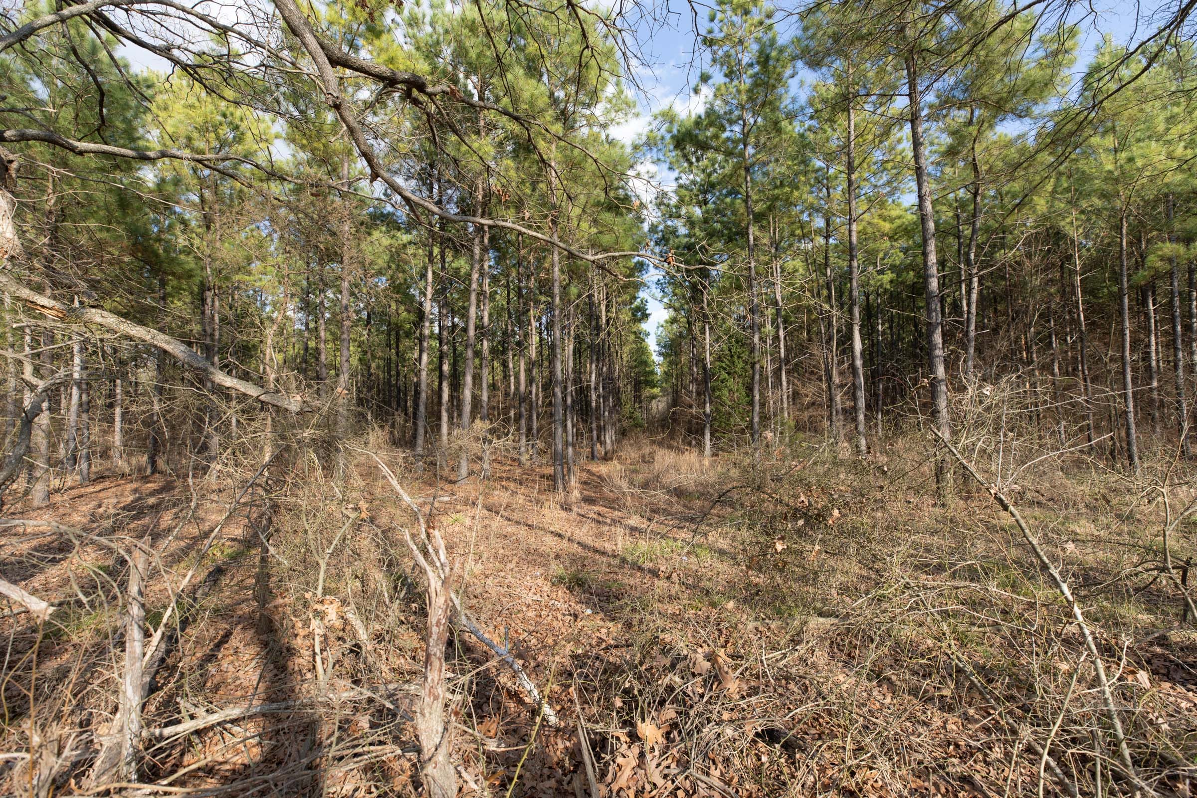 Wishing Star Ranch Tract 42 photo 4