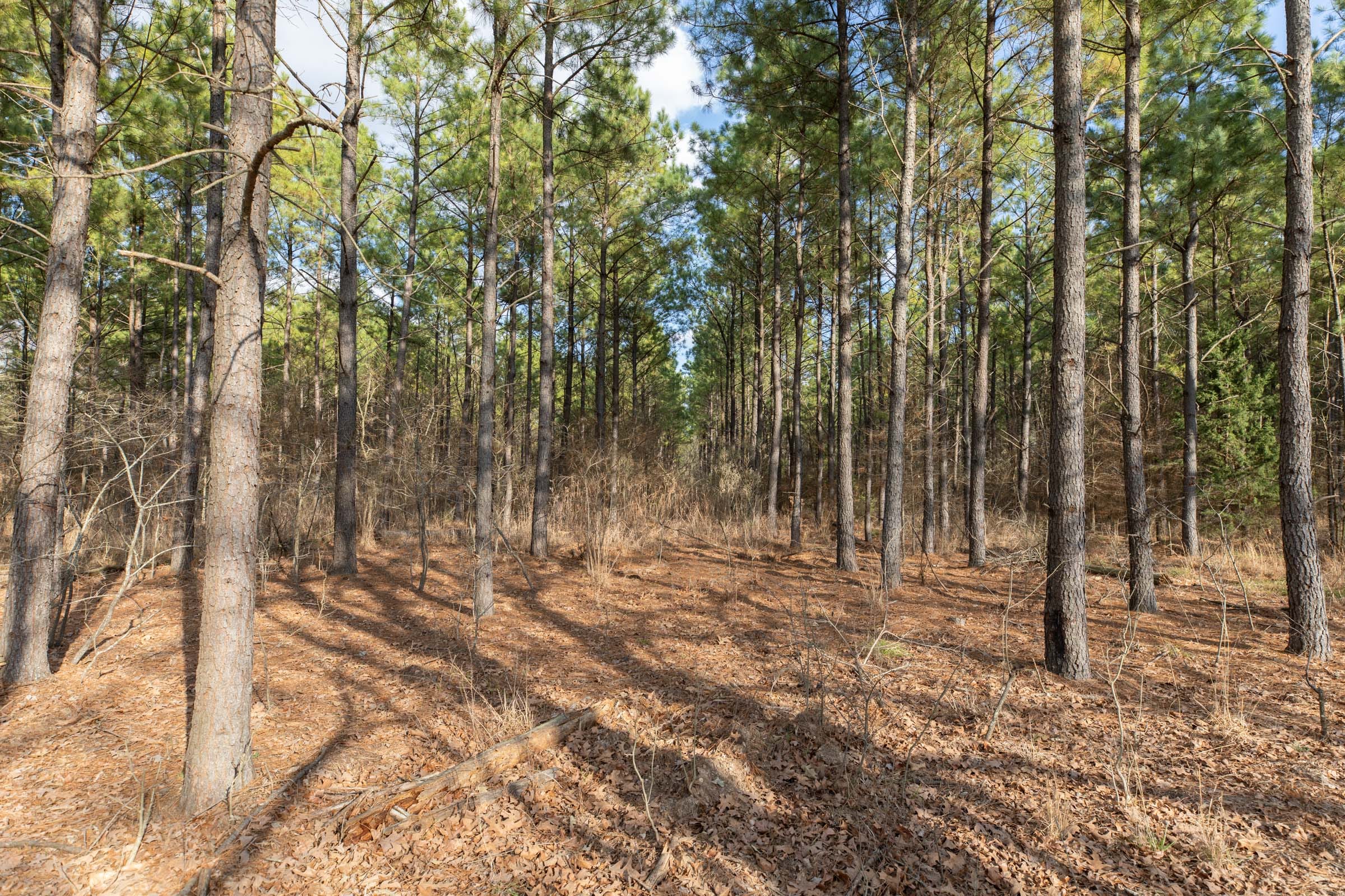 Wishing Star Ranch Tract 42 photo 8