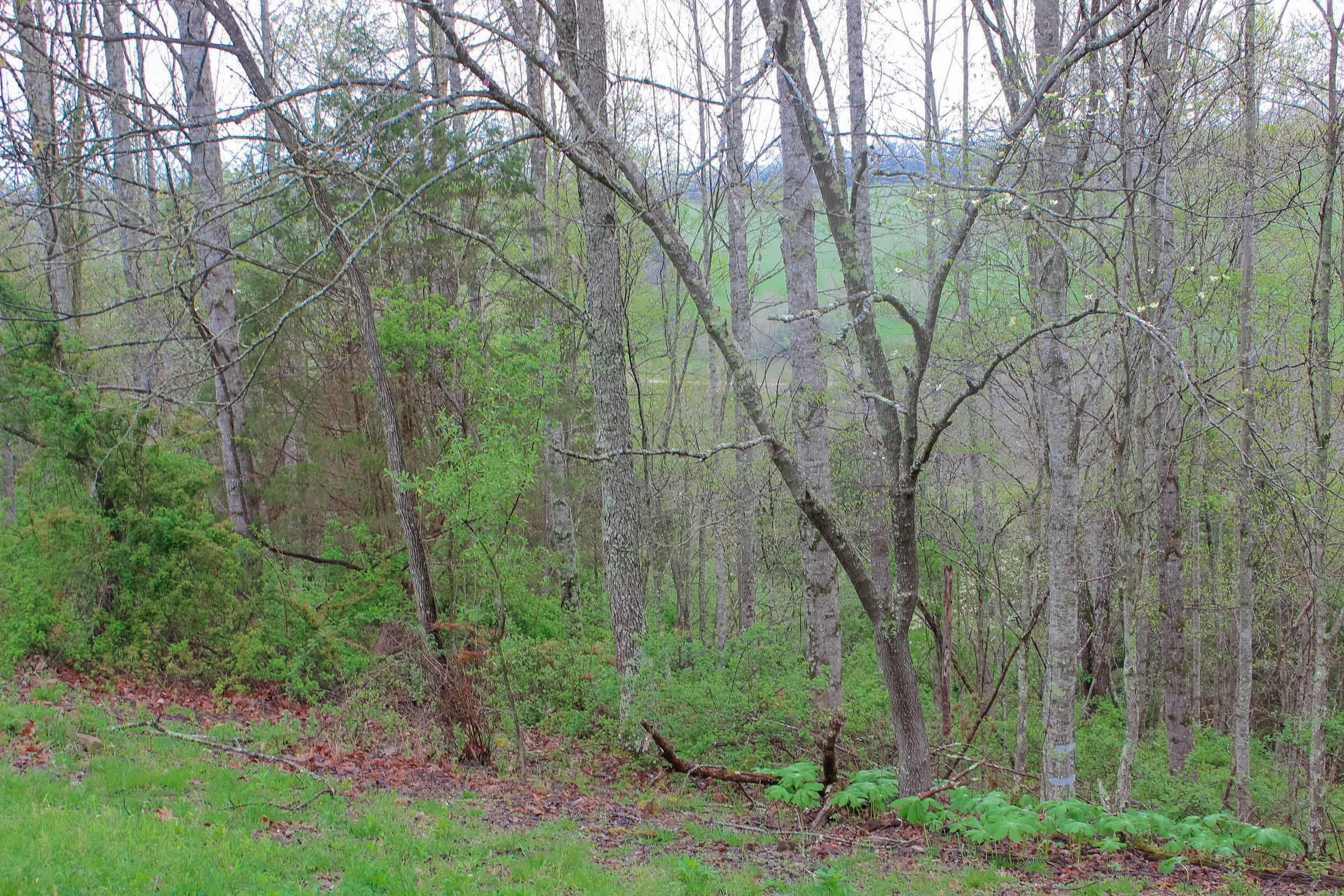 Serenity Creek Tract 12 photo 1