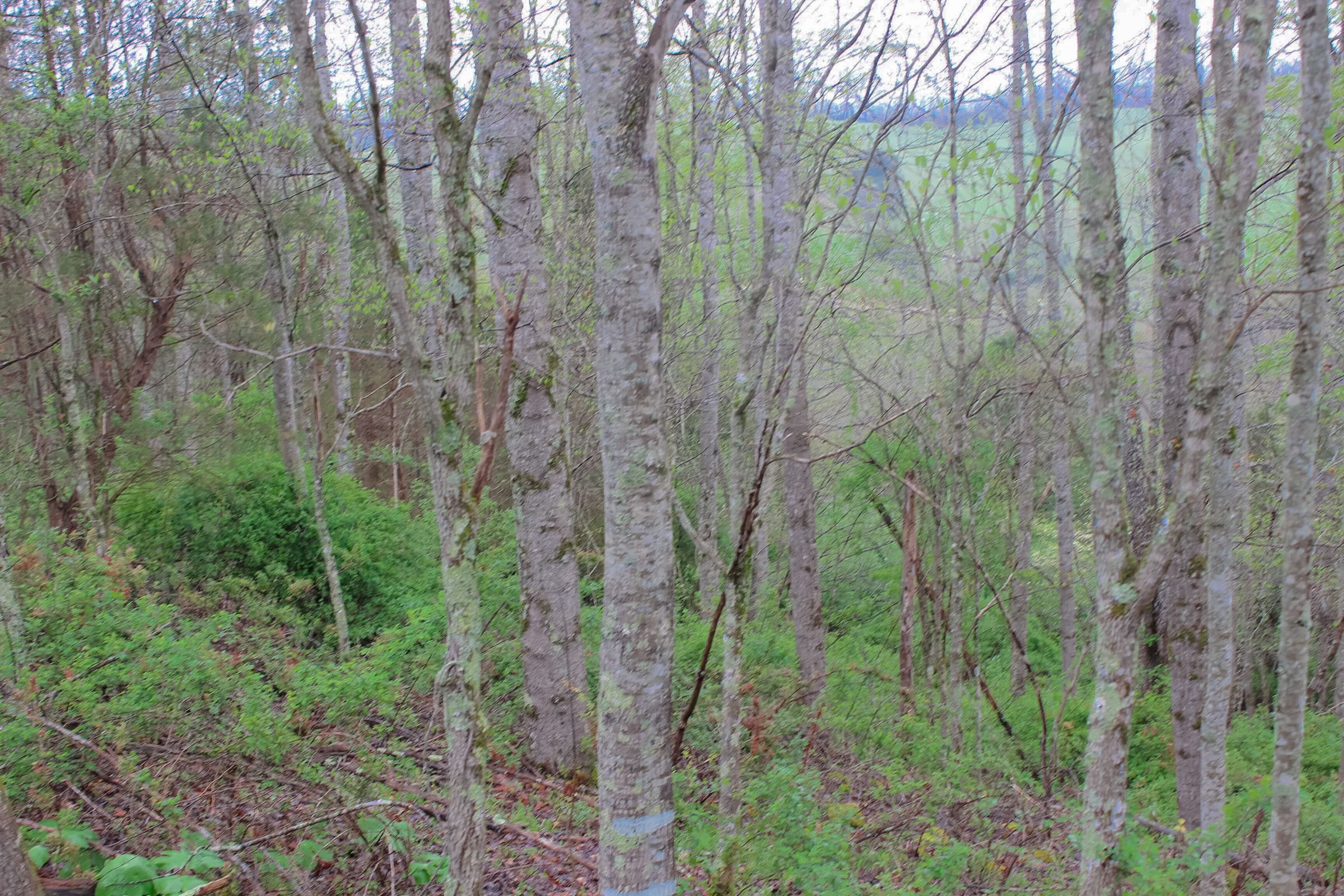 Serenity Creek Tract 12 photo 2