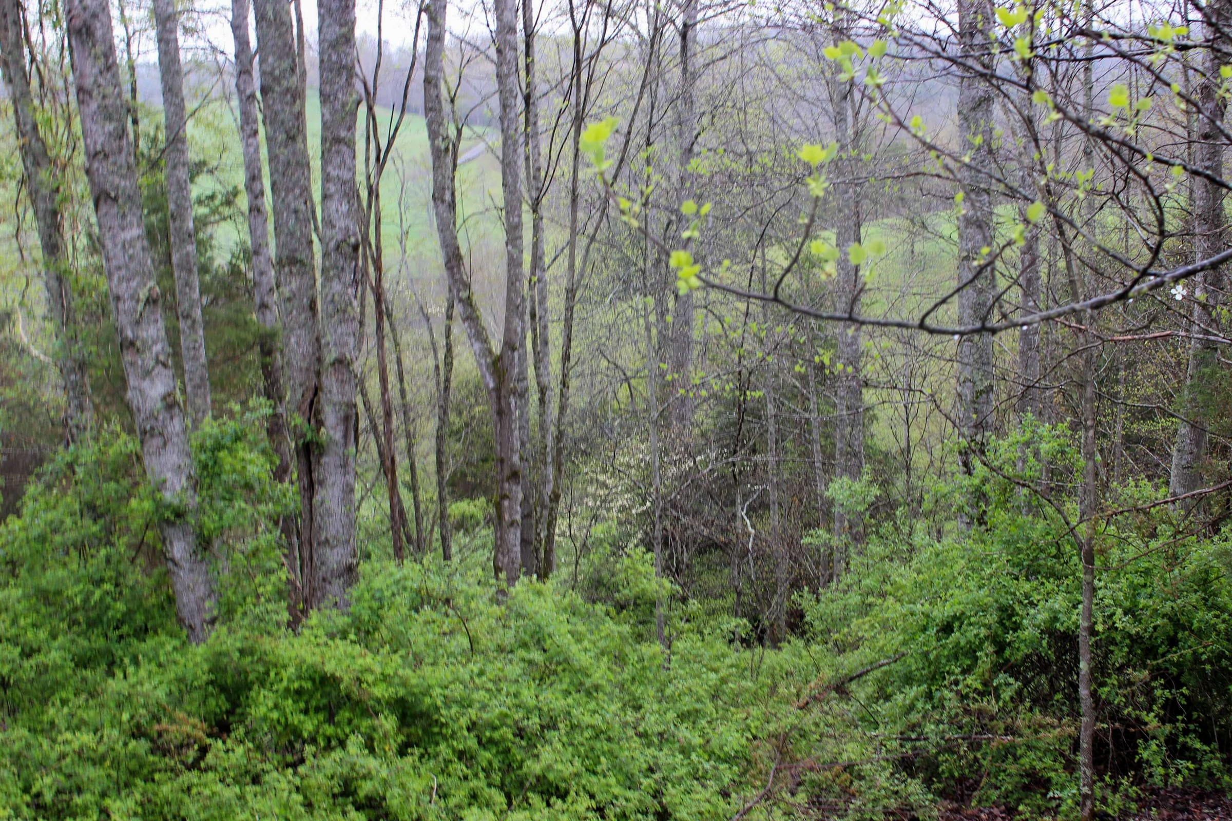 Serenity Creek Tract 12 photo 4