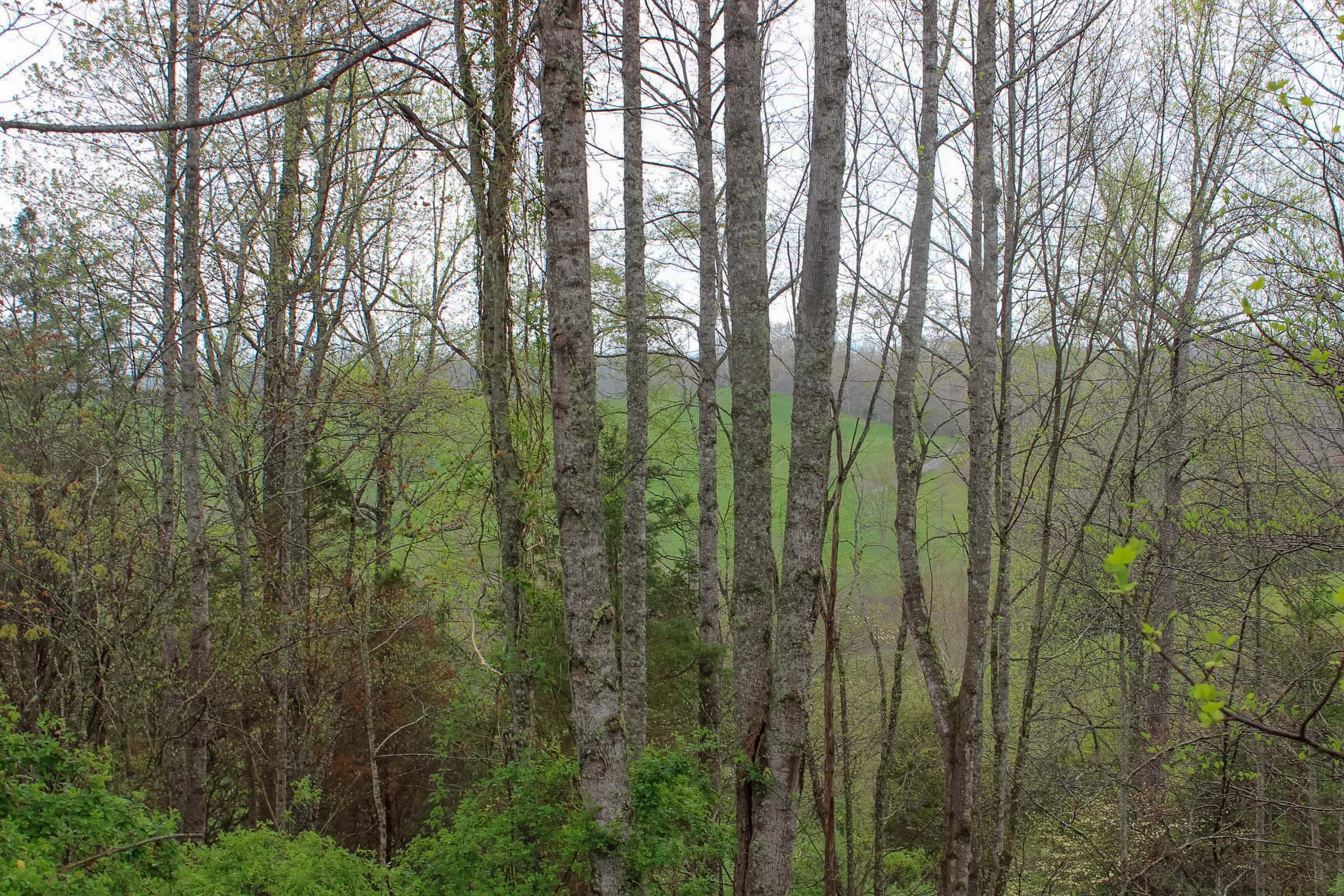 Serenity Creek Tract 12 photo 5