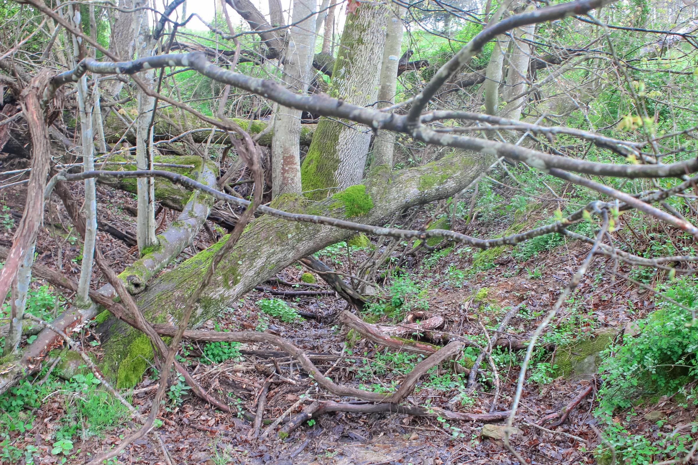 Serenity Creek Tract 12 photo 11