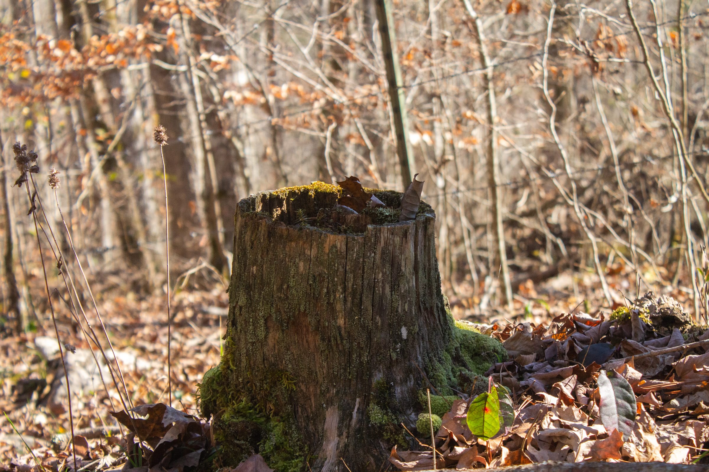 The Cliffs Tract 6 photo 3