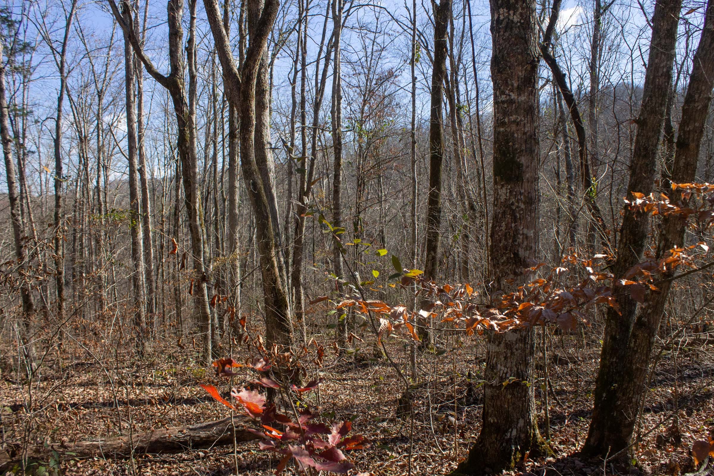 The Cliffs Tract 6 photo 4