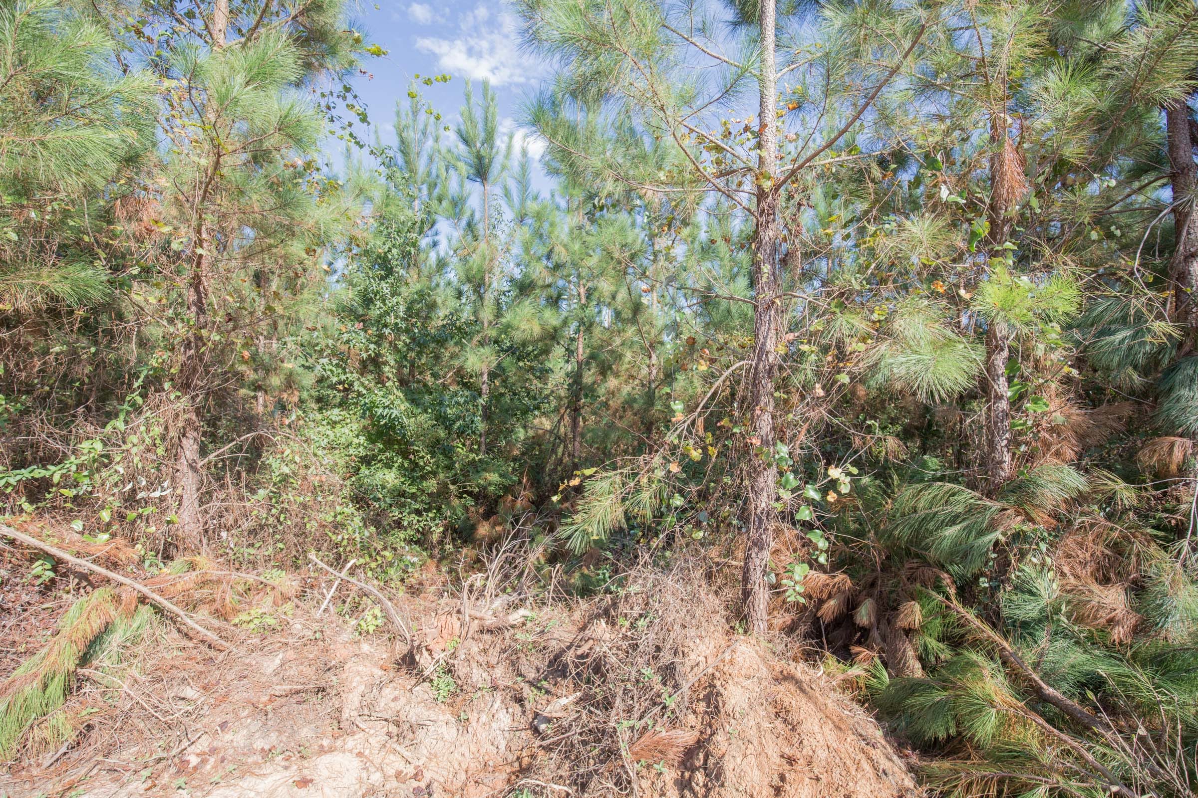Brentwood Tract 14 photo 3
