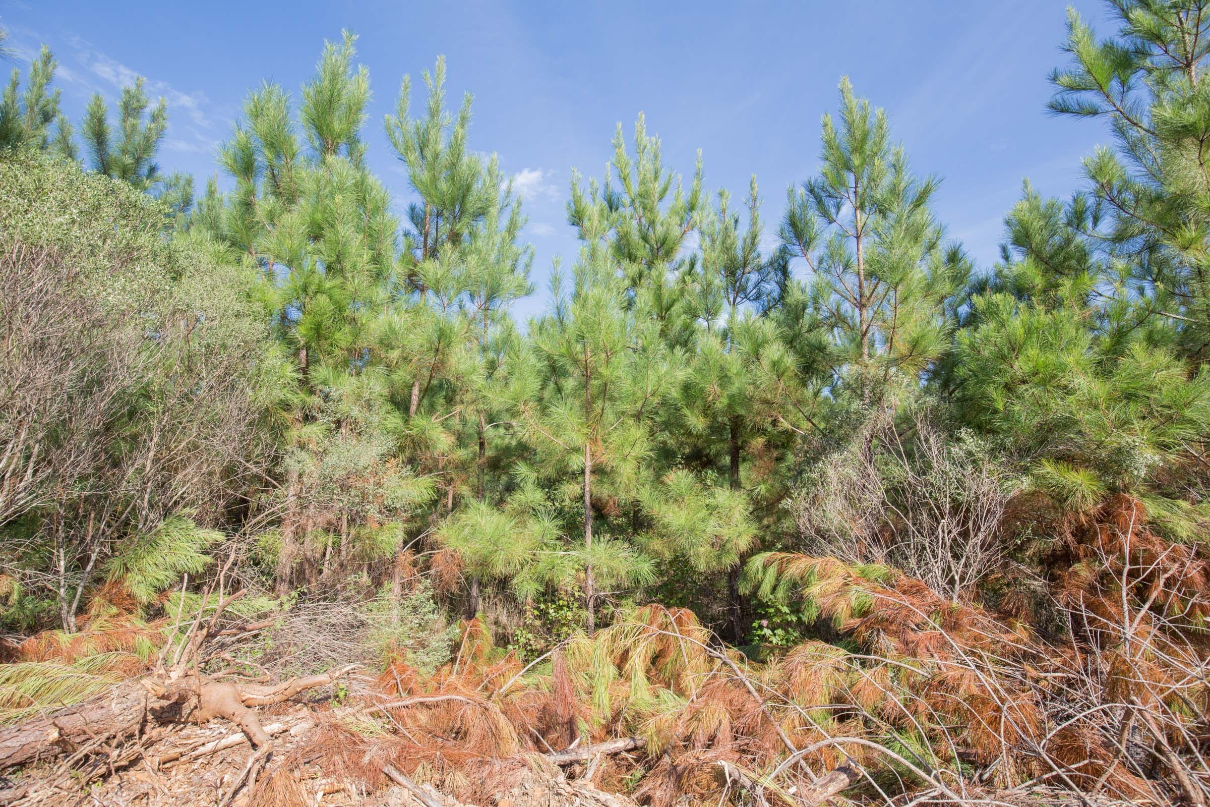 Brentwood Tract 14 photo 4