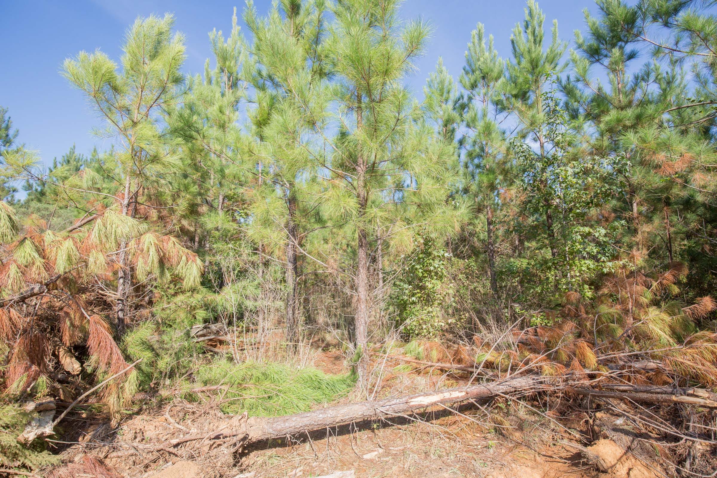 Brentwood Tract 14 photo 5