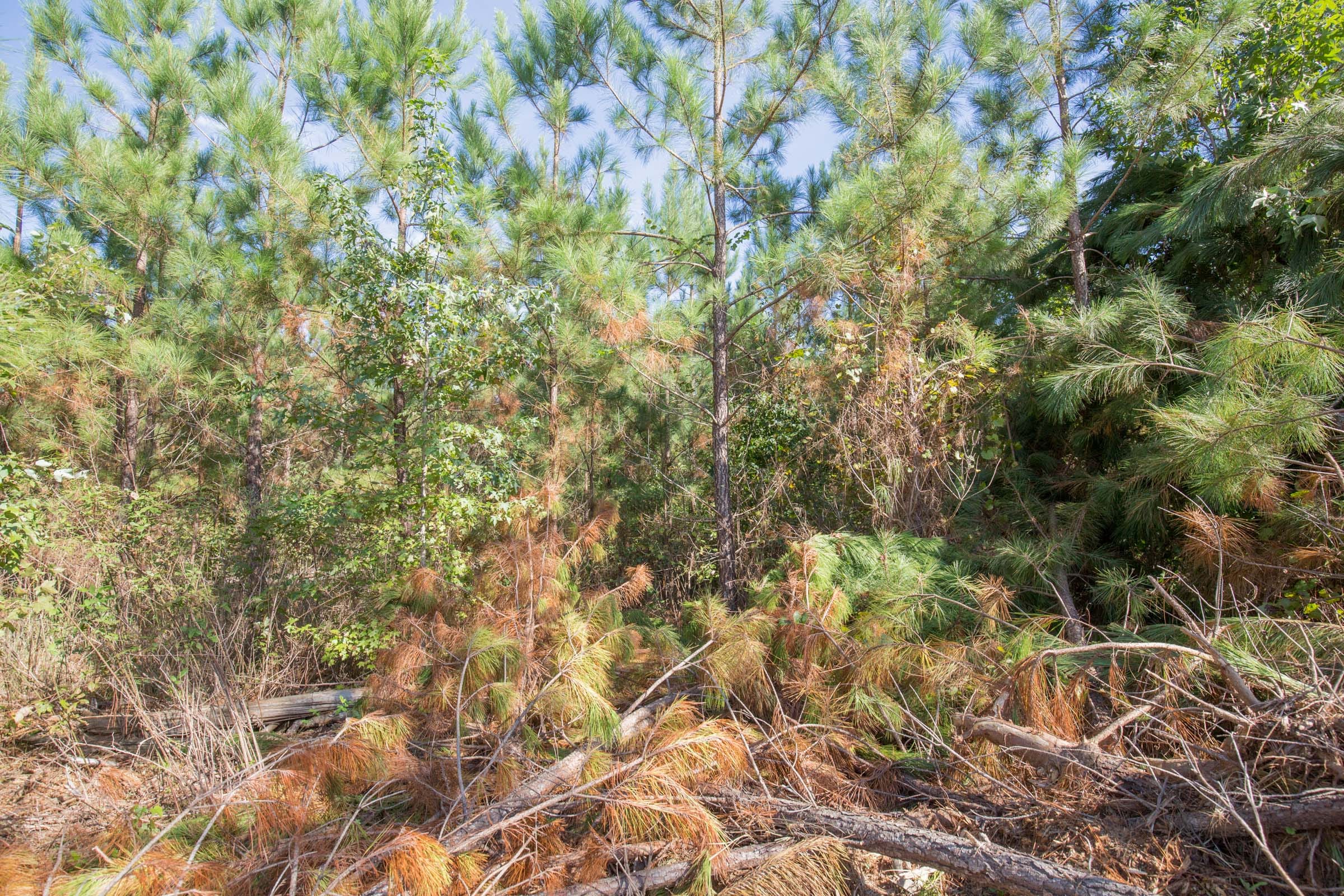 Brentwood Tract 14 photo 7
