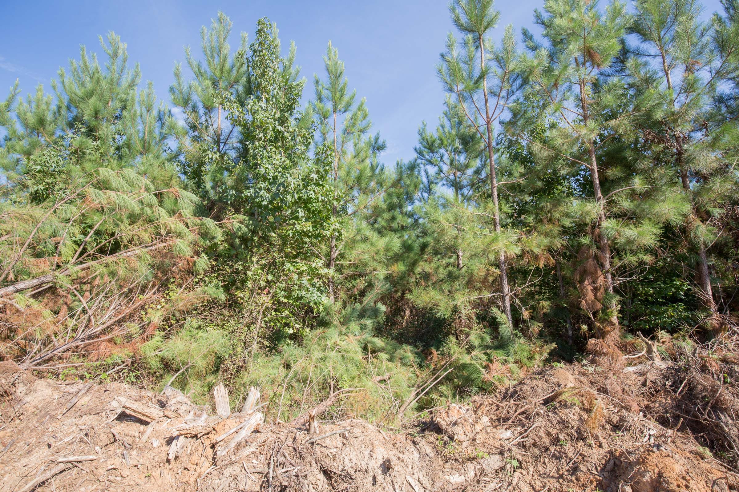 Brentwood Tract 14 photo 8