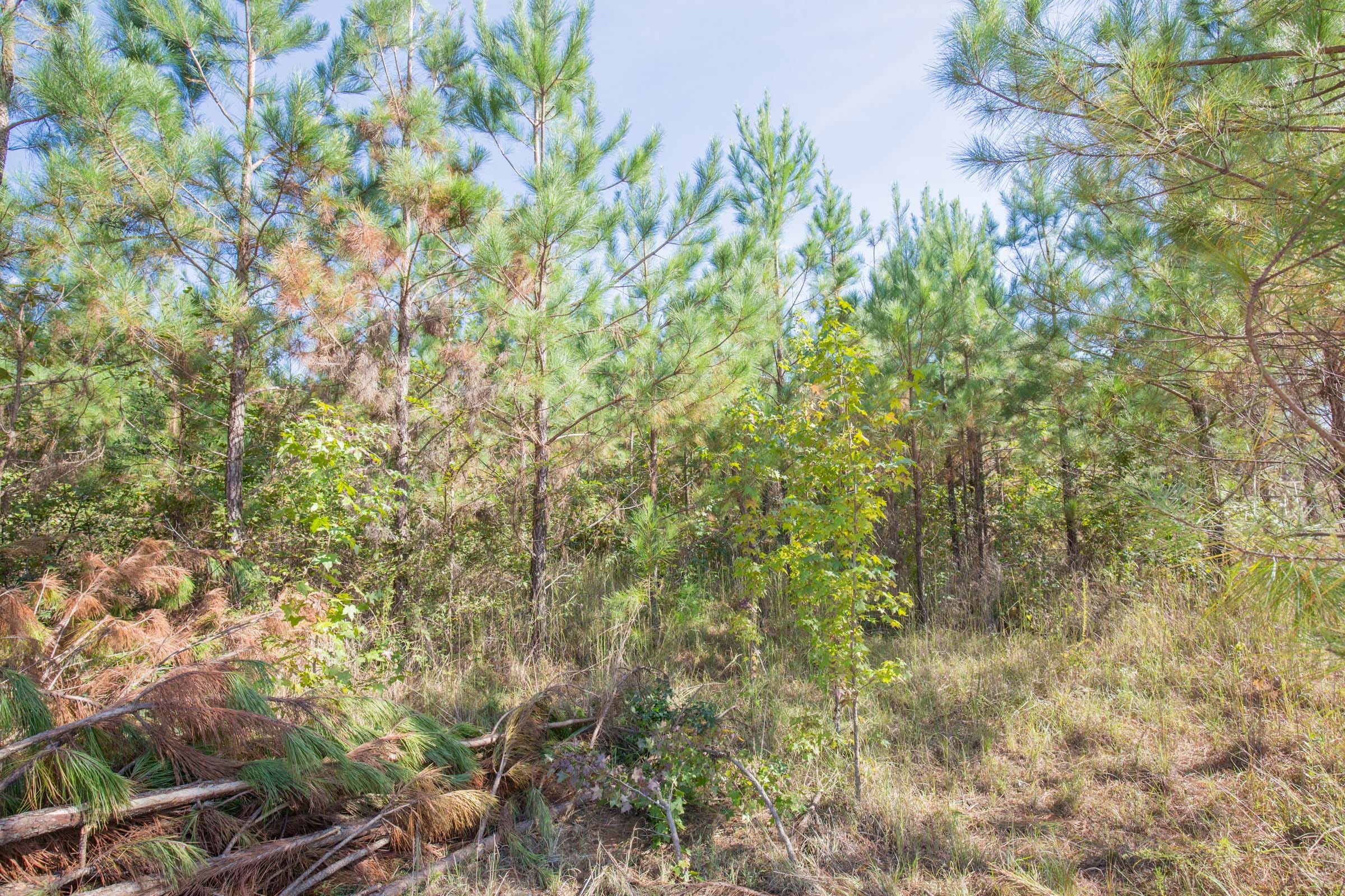 Brentwood Tract 14 photo 9