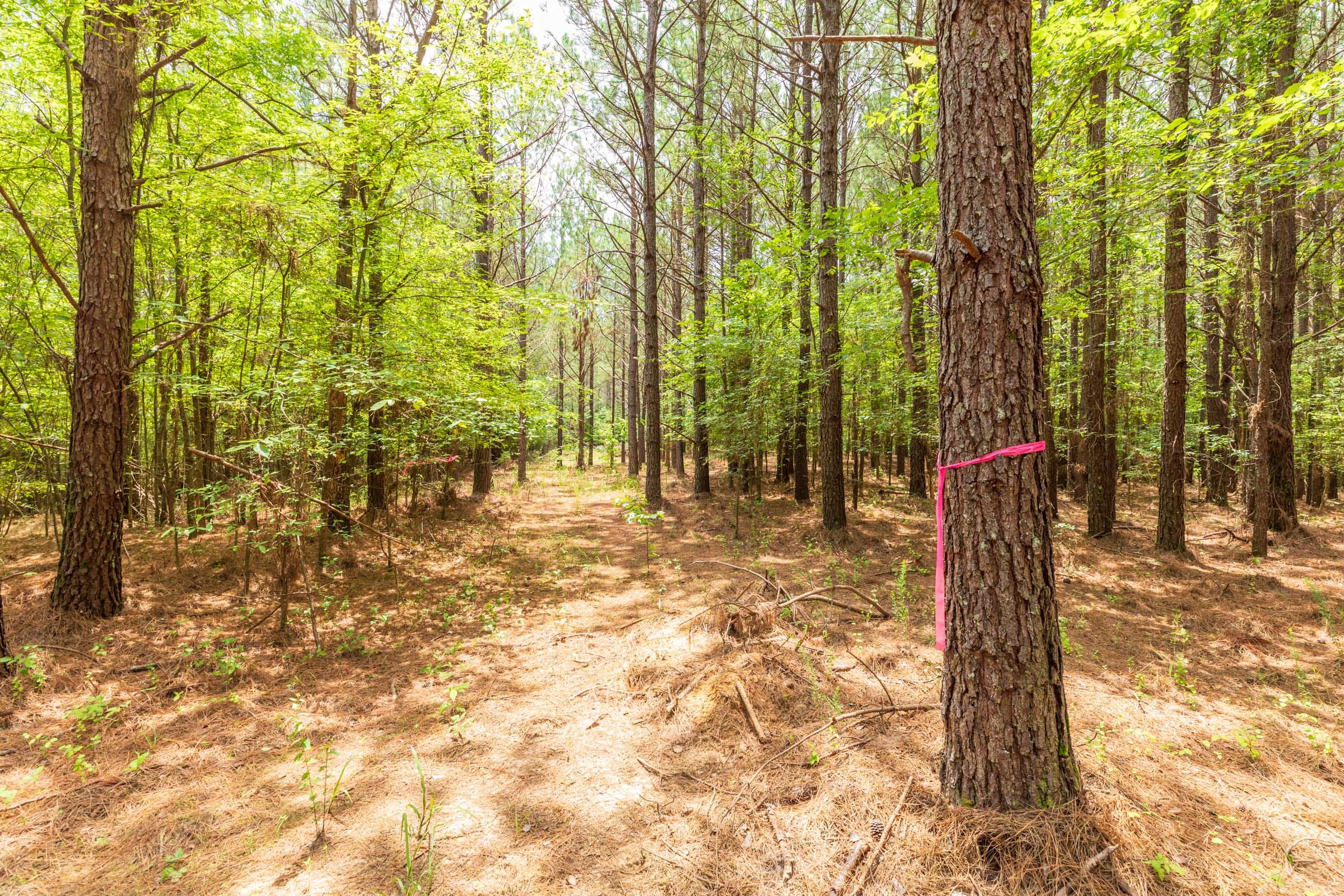 Whiskey Ridge Tract 25 photo 9