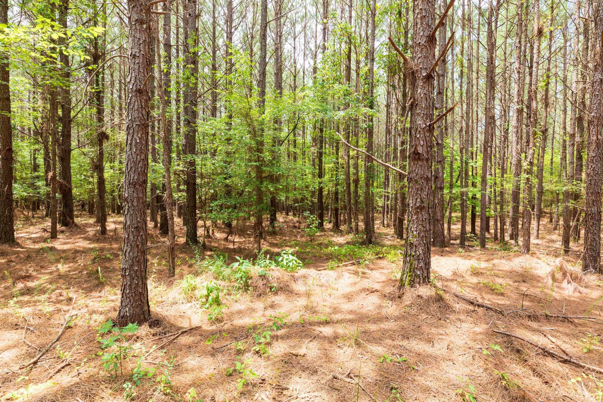 Whiskey Ridge Tract 25 photo 3