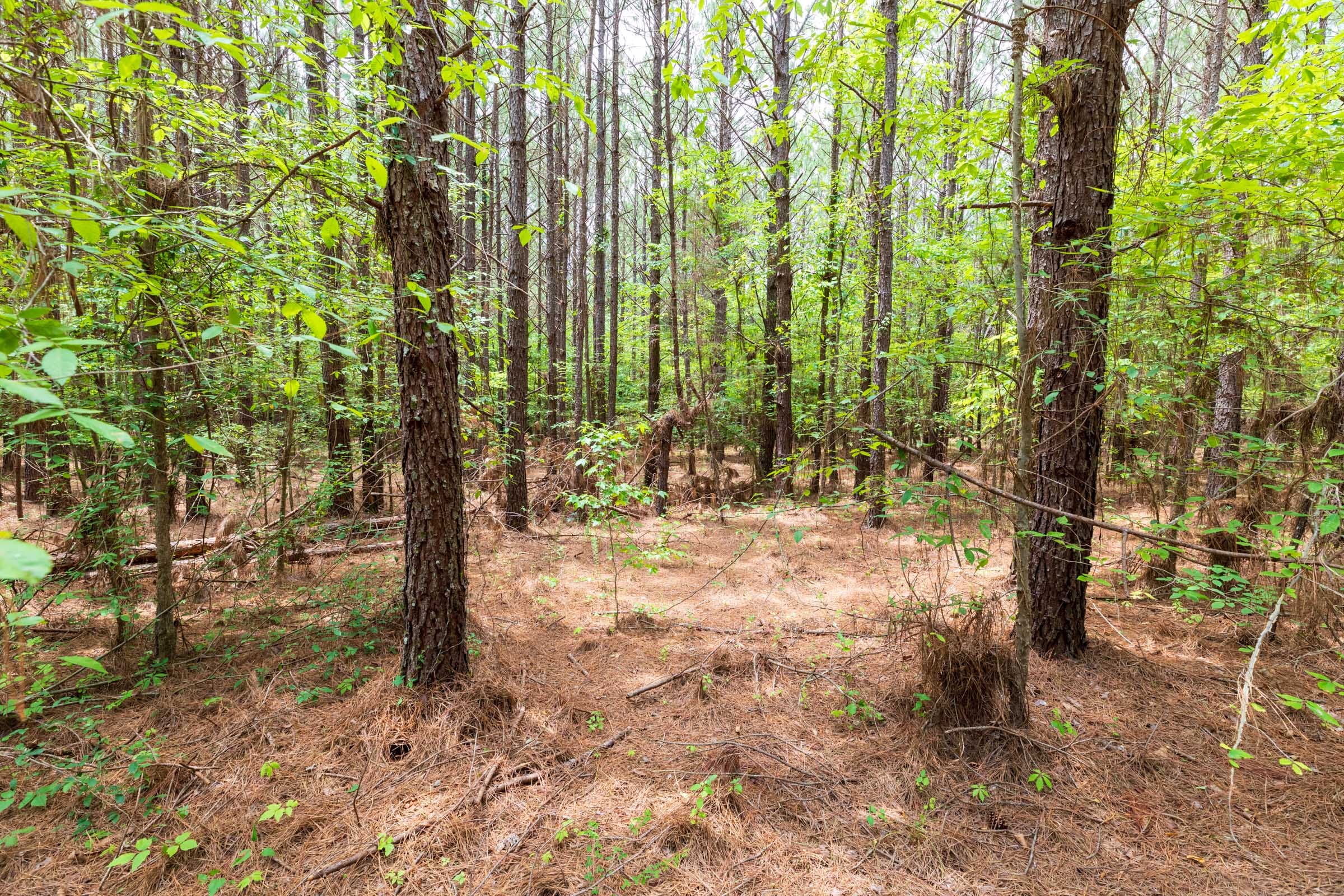 Whiskey Ridge Tract 25 photo 5