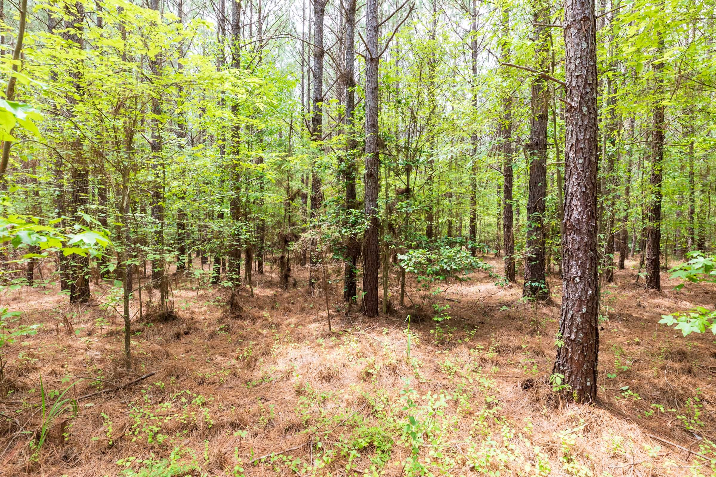 Whiskey Ridge Tract 25 photo 4