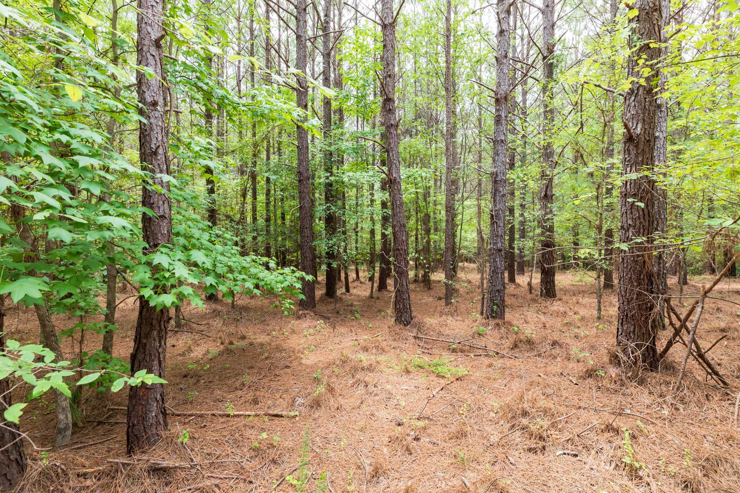 Whiskey Ridge Tract 25 photo 7