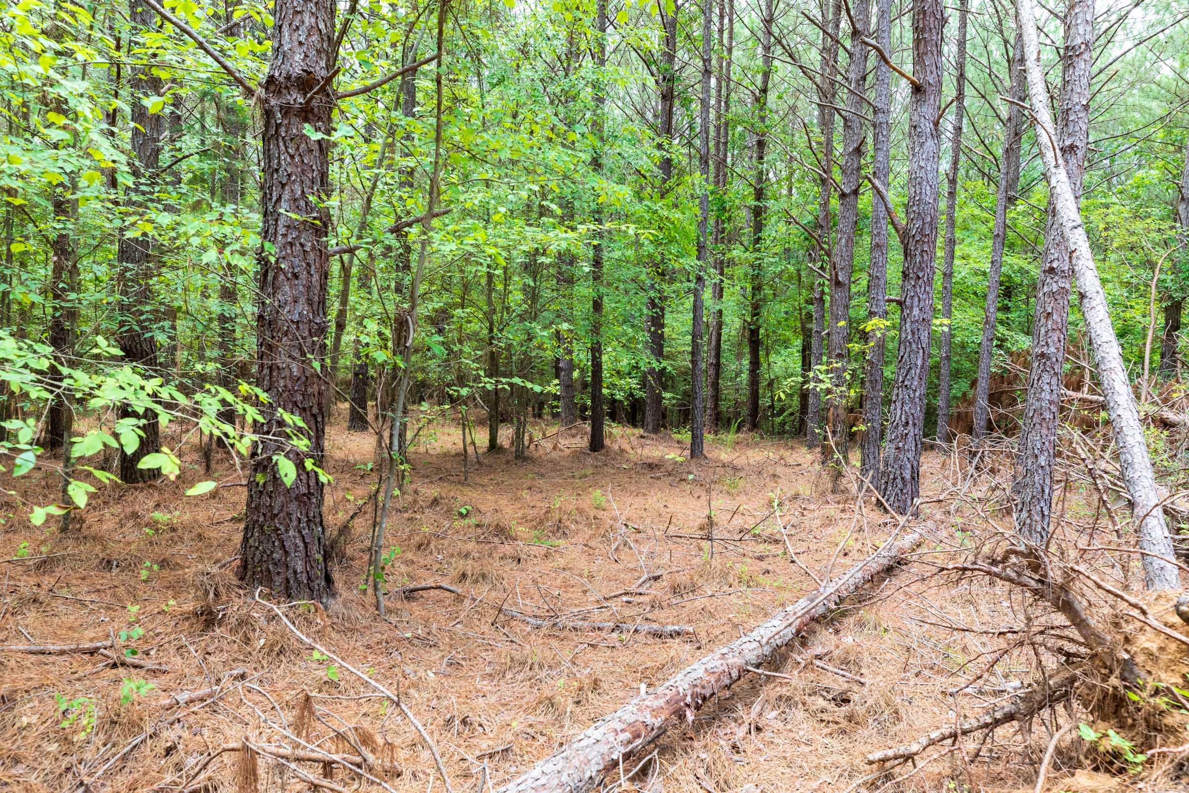 Whiskey Ridge Tract 25 photo 8