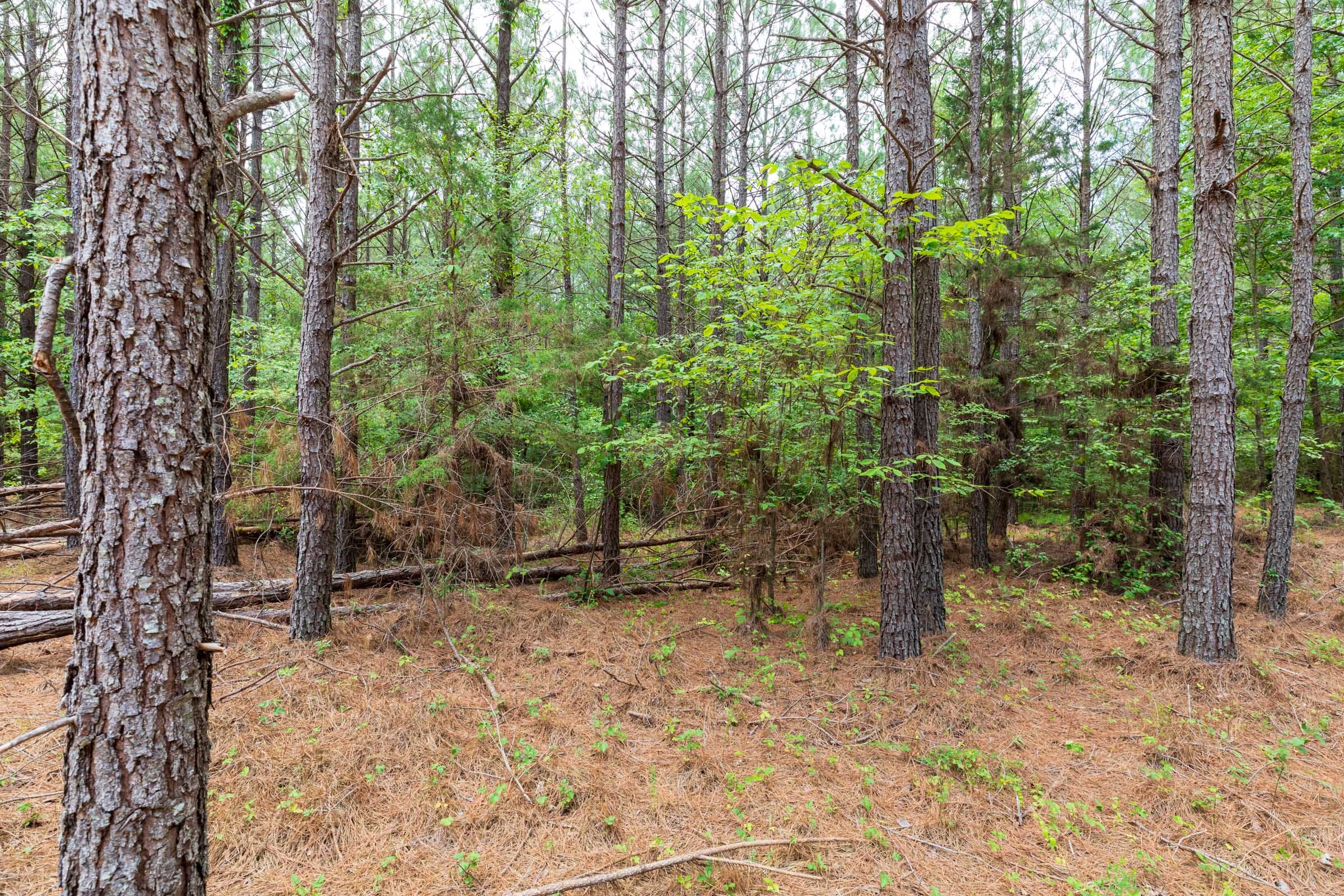 Whiskey Ridge Tract 25 photo 10