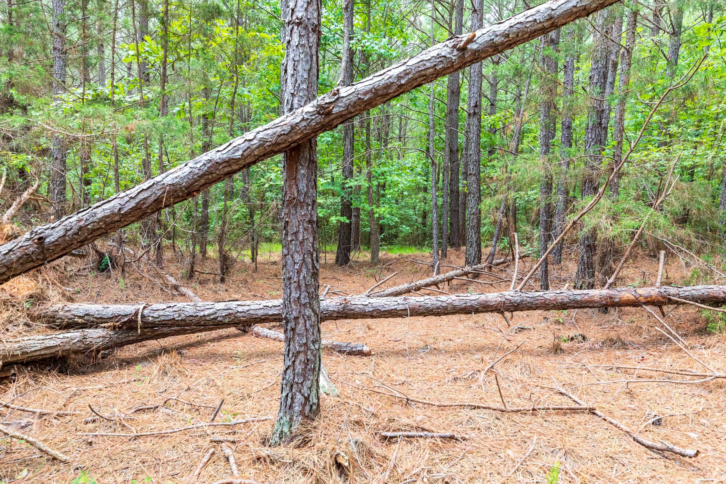 Whiskey Ridge Tract 25 photo 11