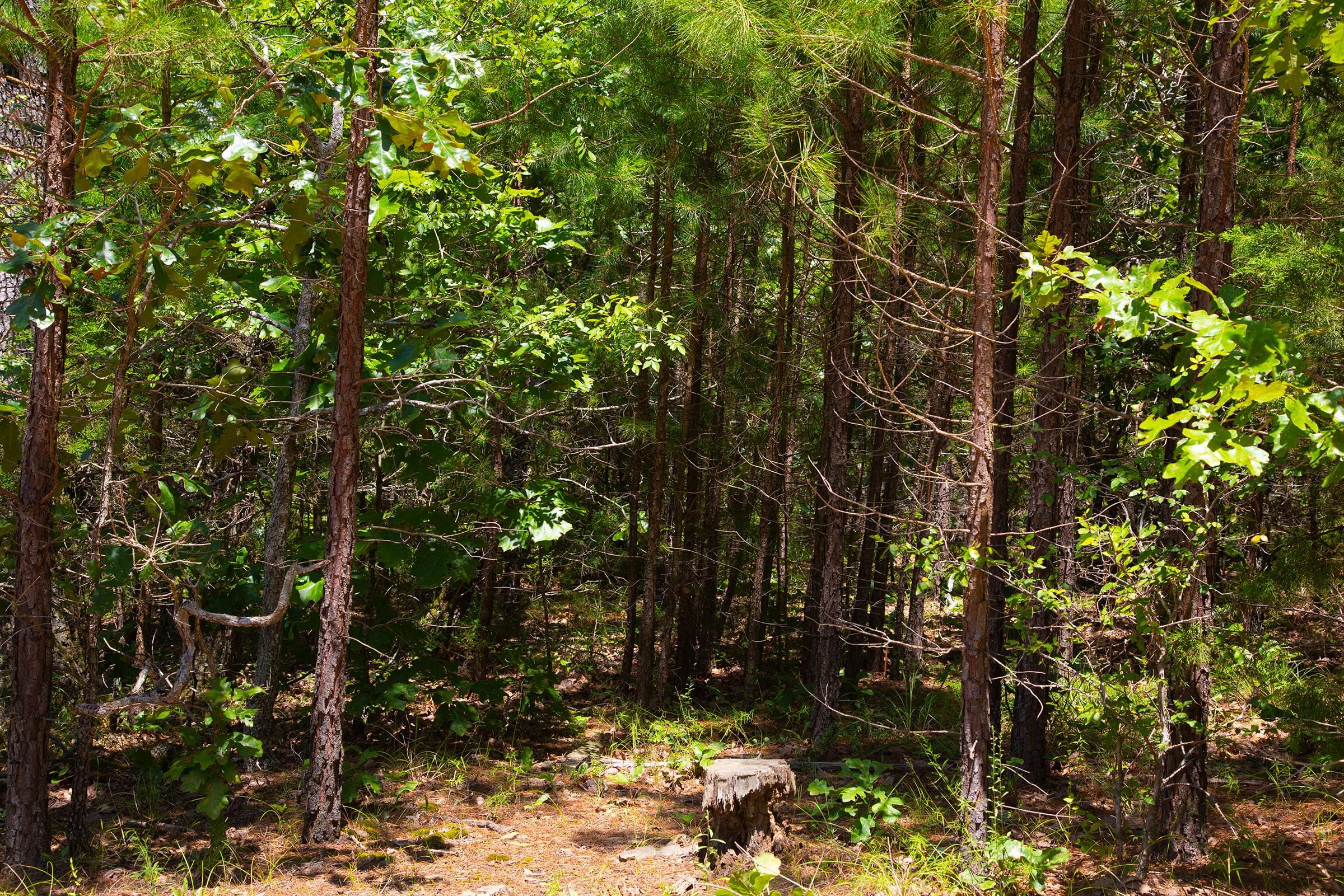 Tyler Stone Ranch Tract 76 photo 6
