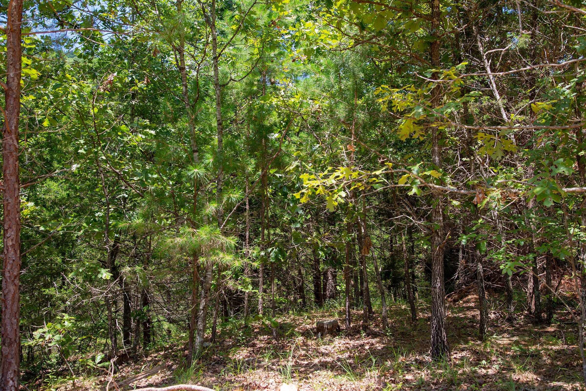 Tyler Stone Ranch Tract 76 photo 10