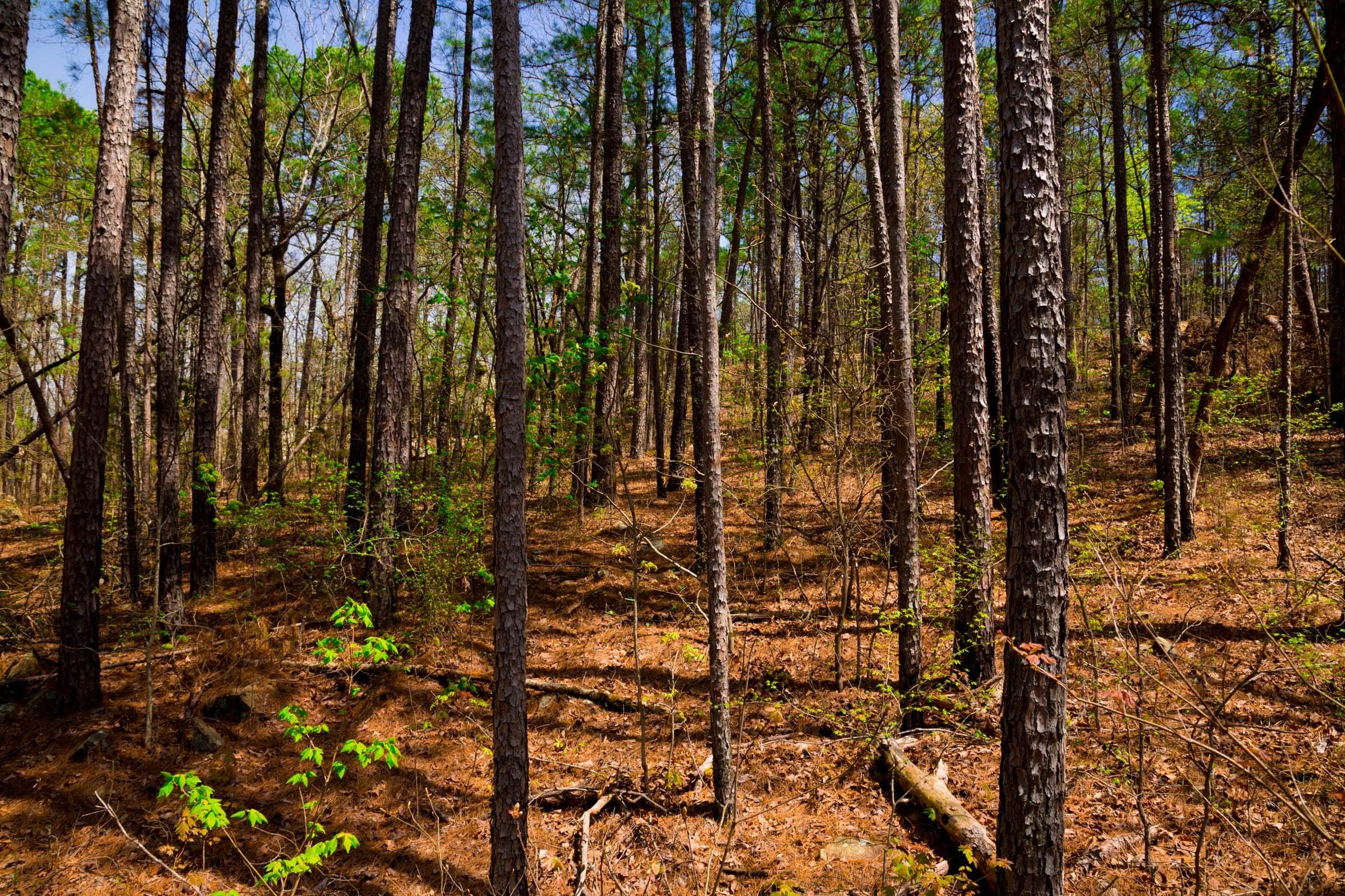 Stone Creek Phase II Tract 192 photo 13