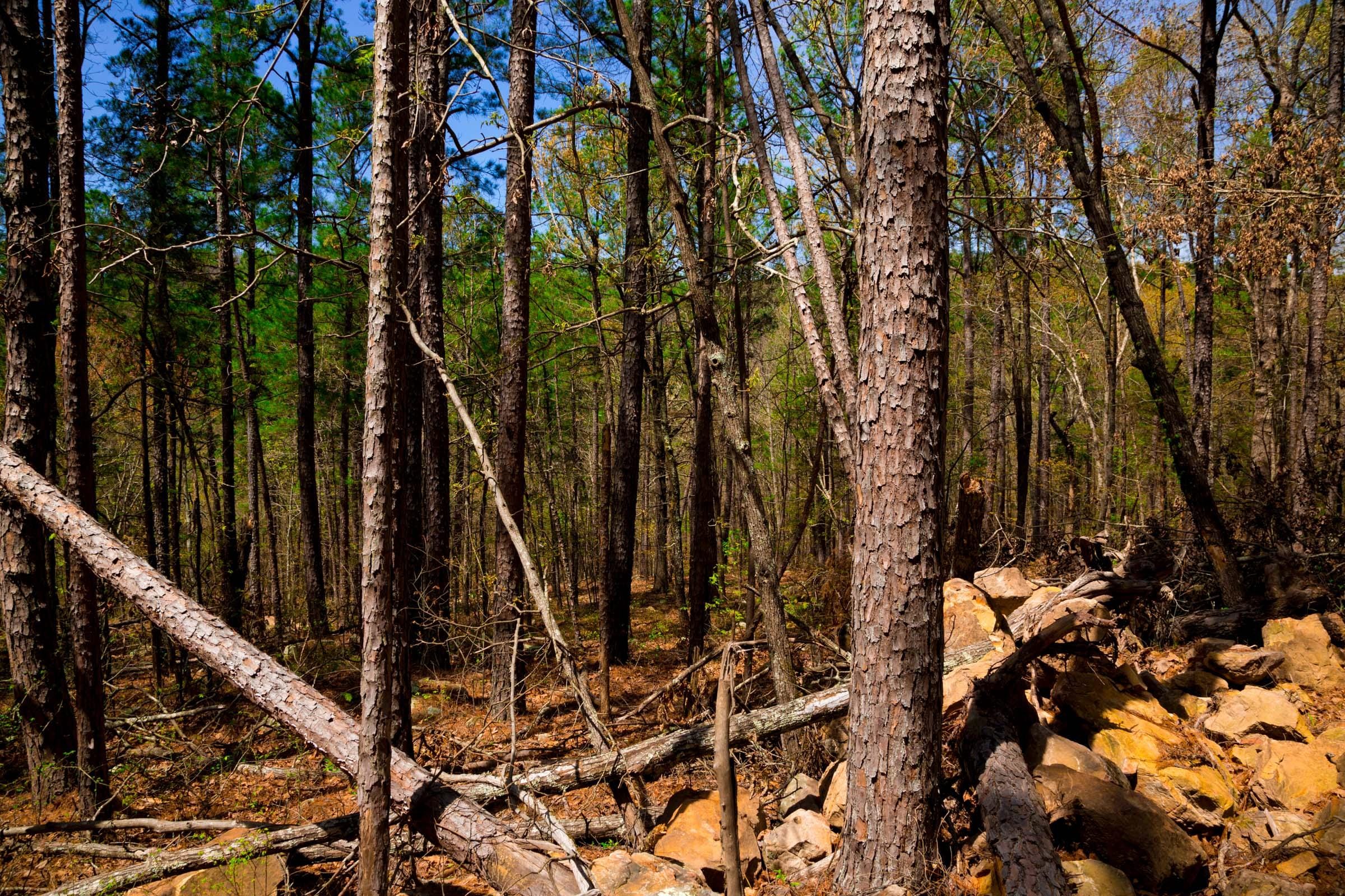 Stone Creek Phase II Tract 192 photo 15