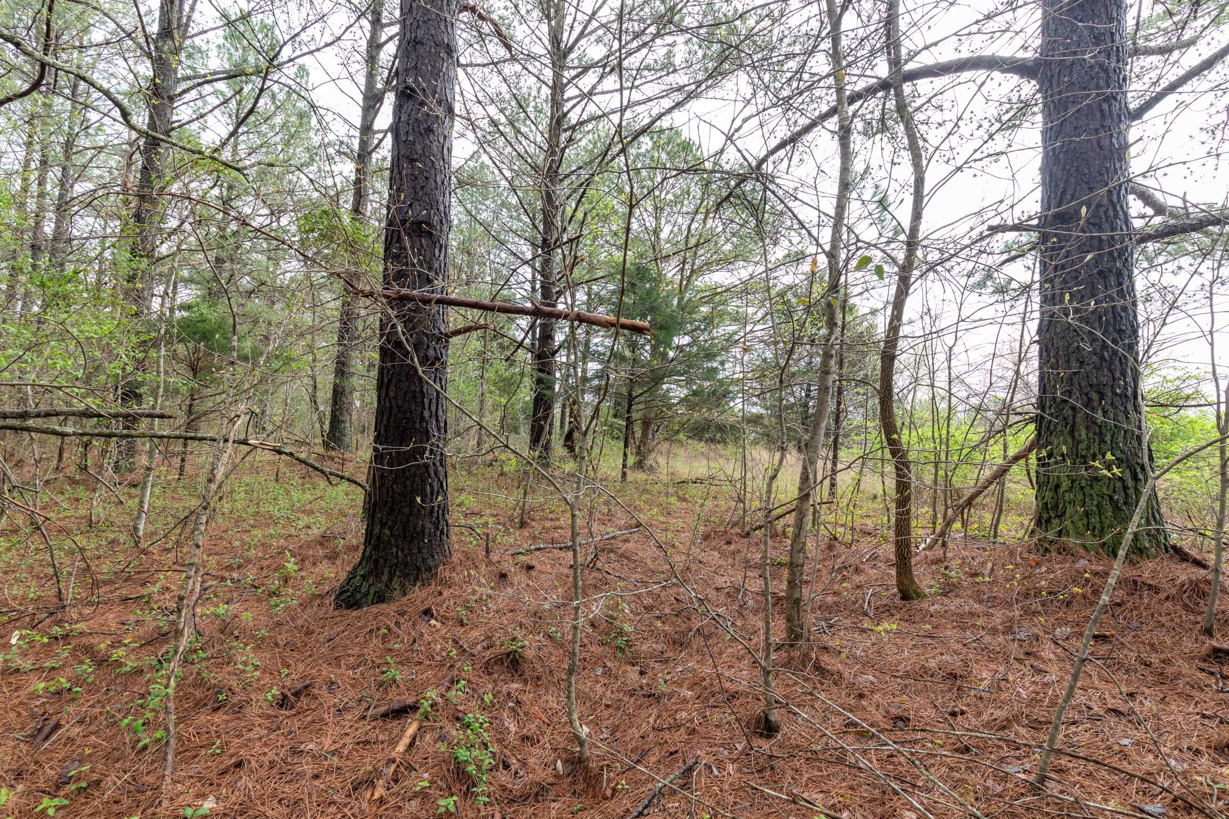 Woodland Heights Tract 21 photo 2