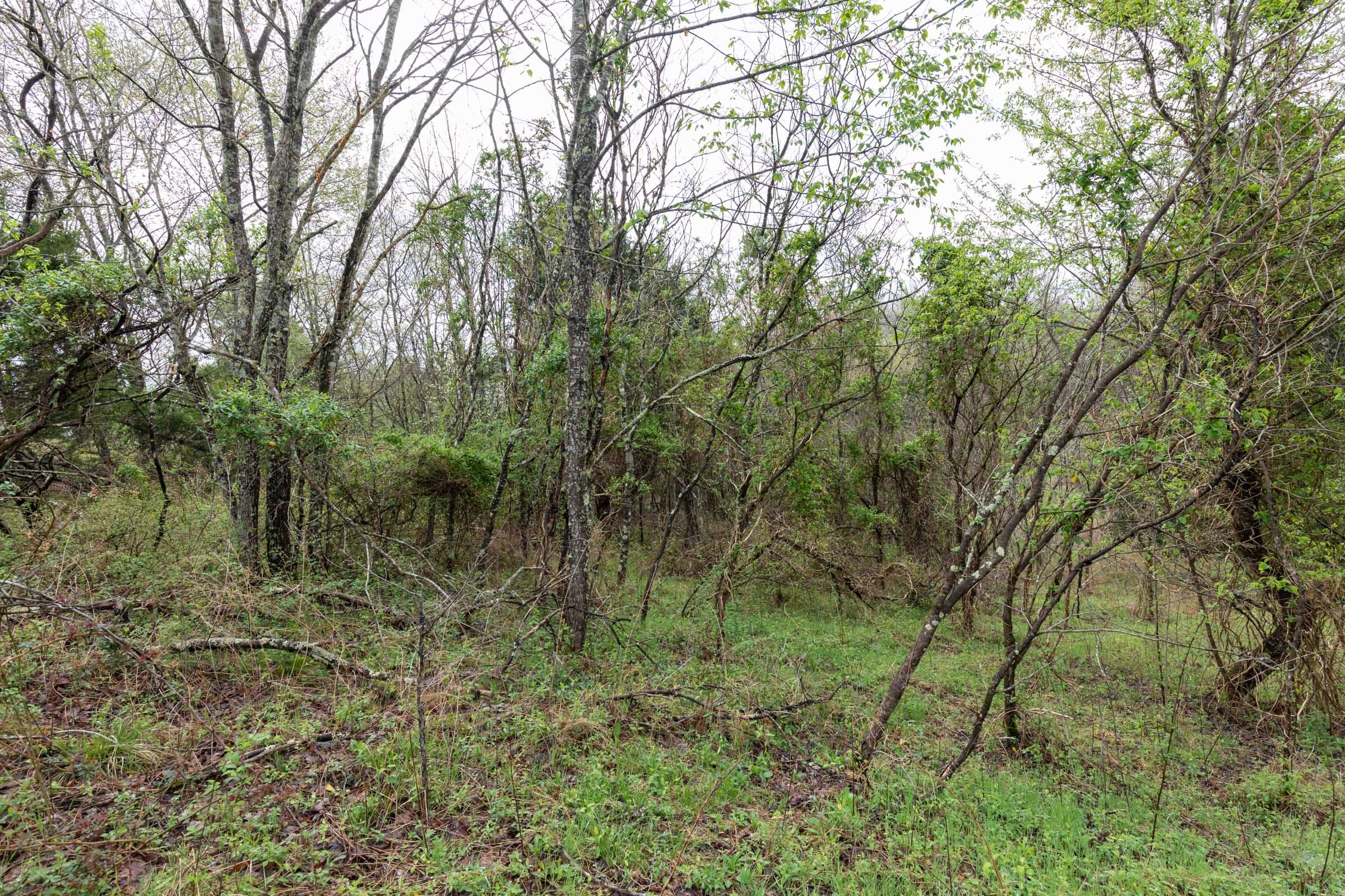 Woodland Heights Tract 21 photo 5