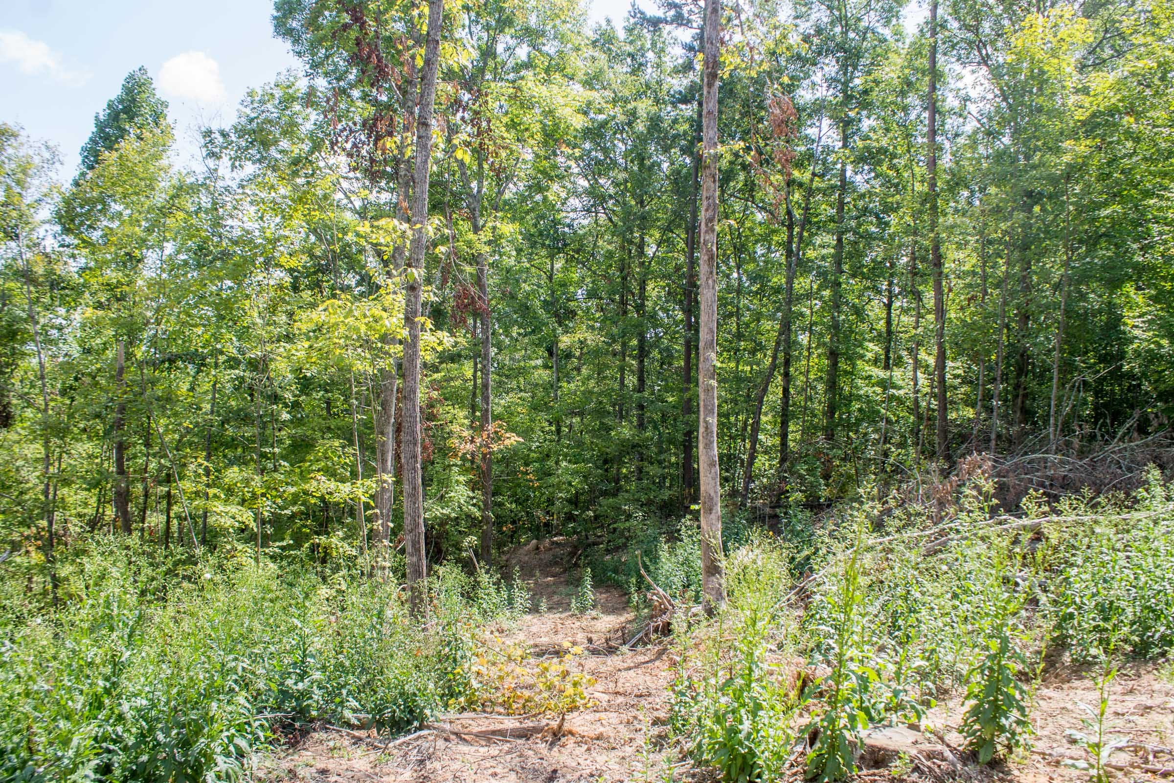 Buck Run Ridge Tract 14 photo 2