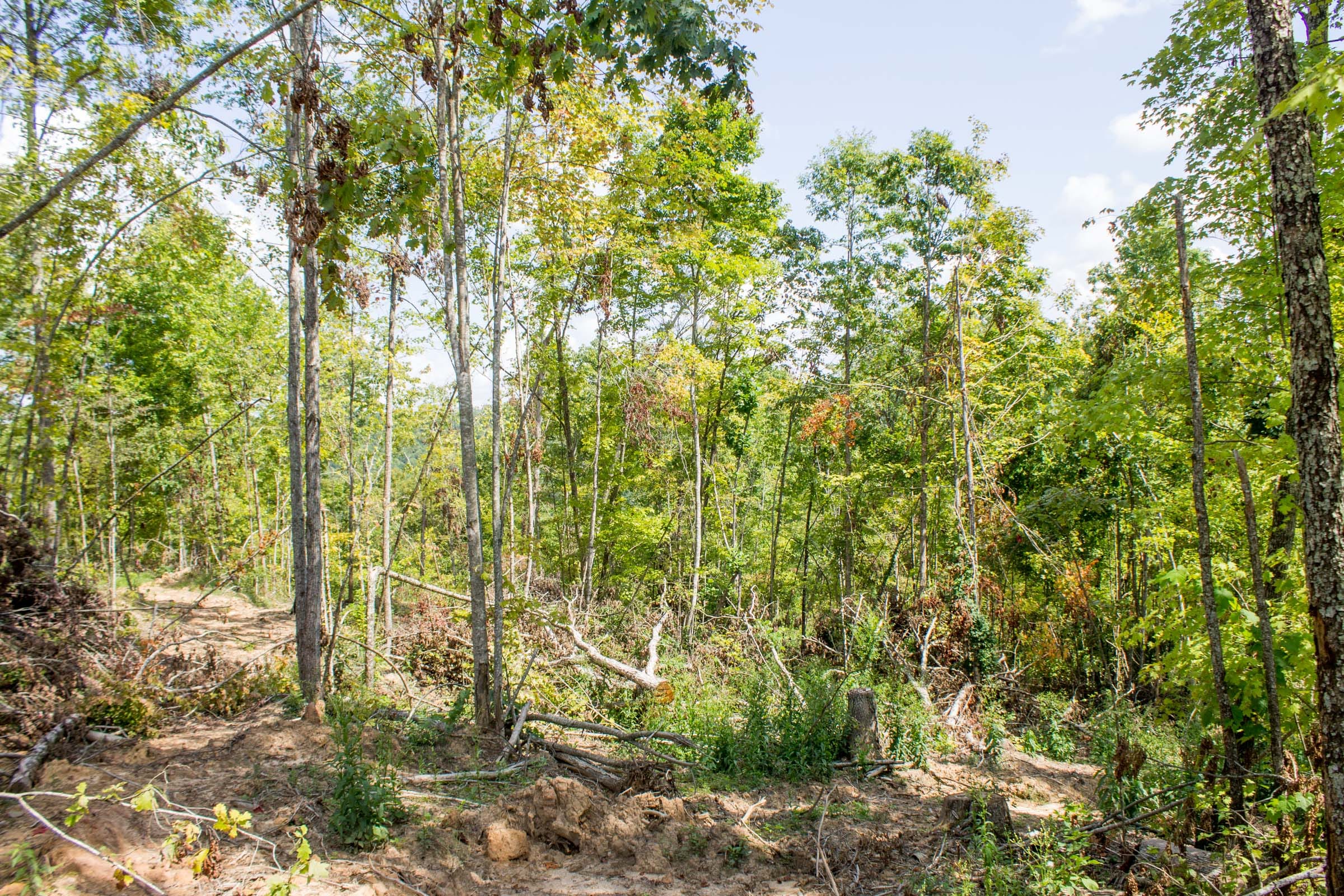 Buck Run Ridge Tract 14 photo 3