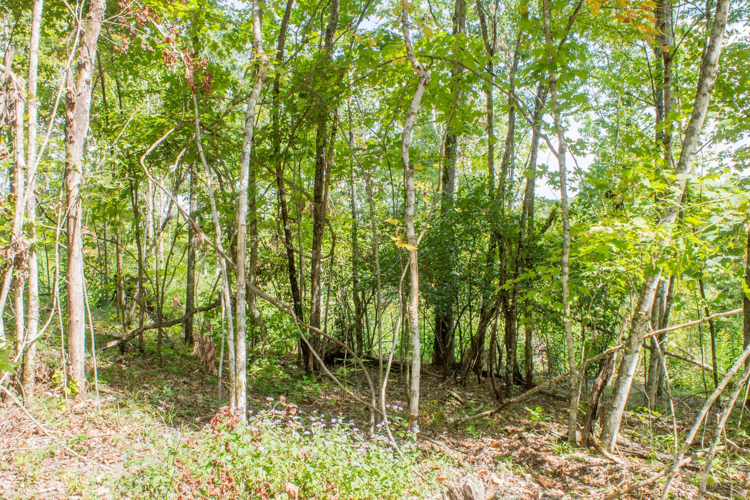 Buck Run Ridge Tract 14 photo 7