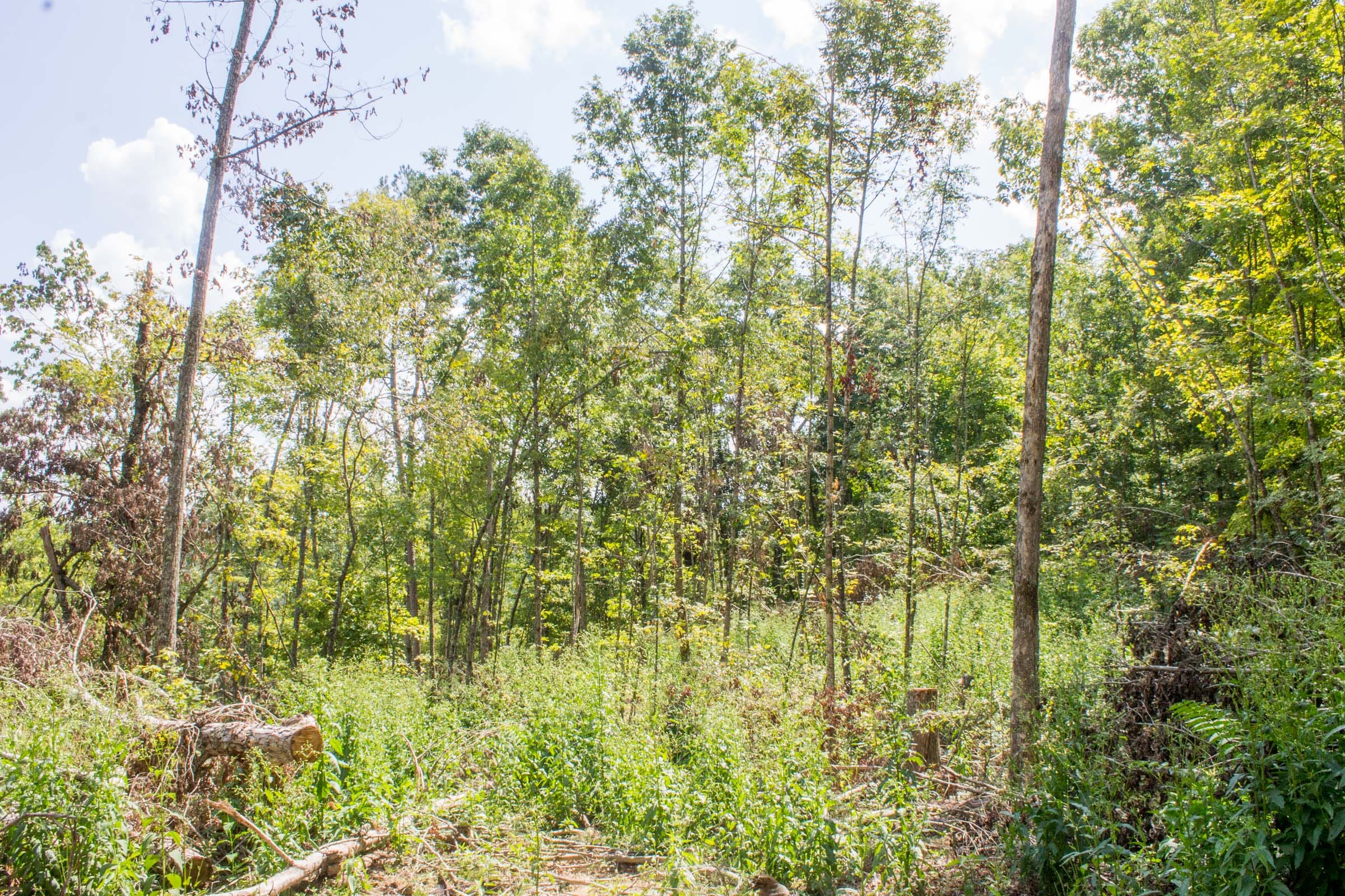 Buck Run Ridge Tract 14 photo 9