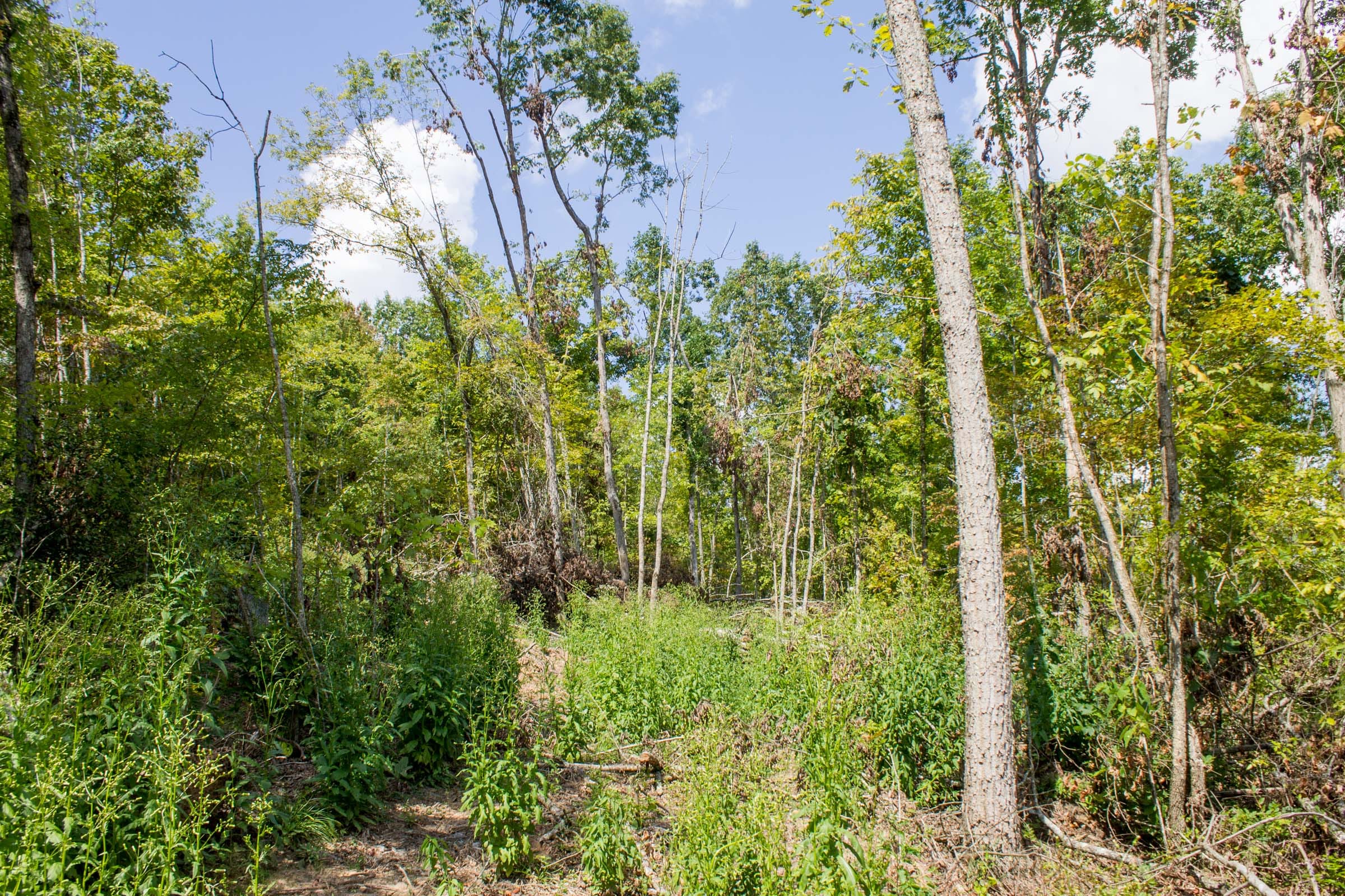 Buck Run Ridge Tract 14 photo 10