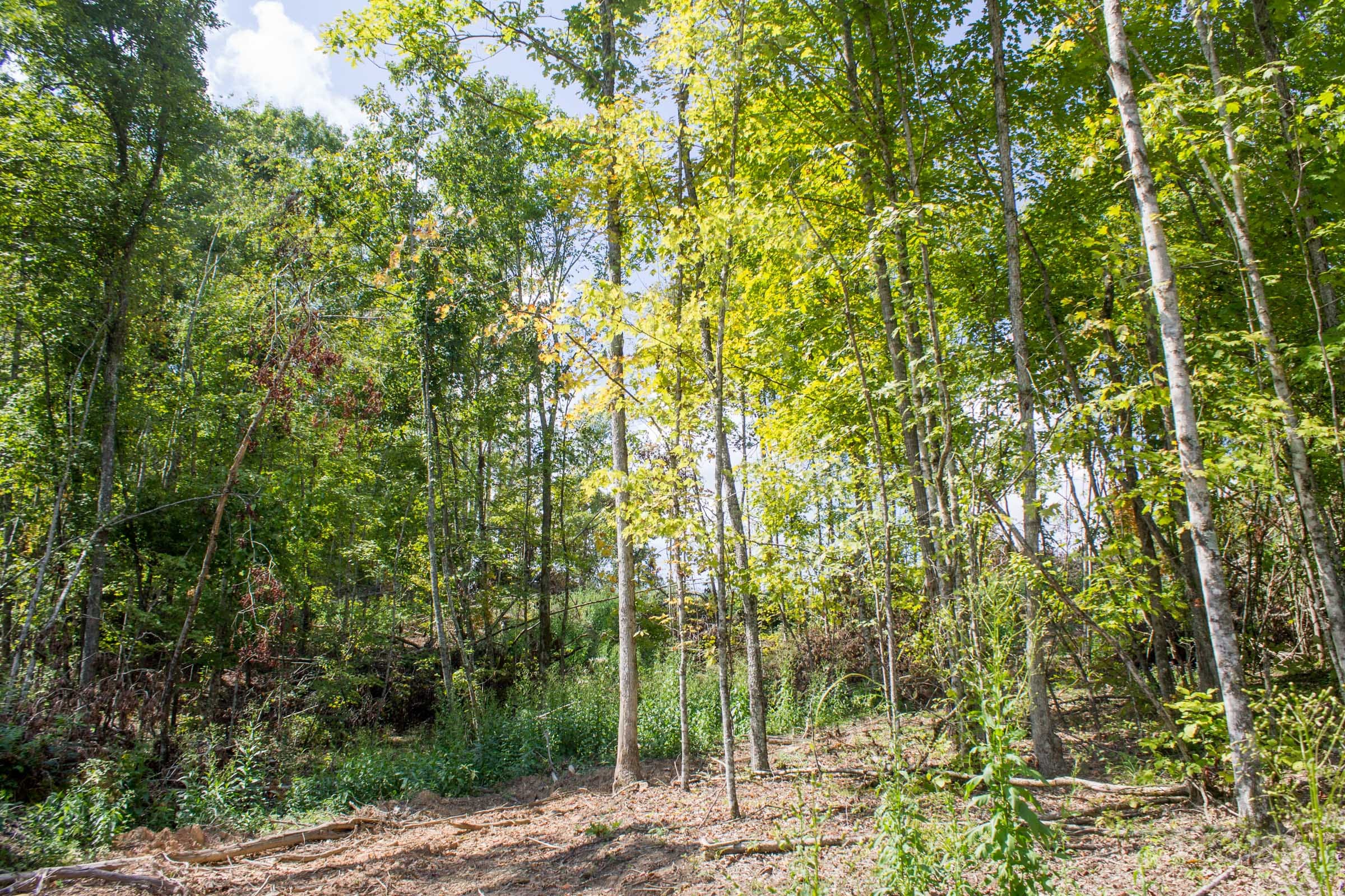 Buck Run Ridge Tract 14 photo 12