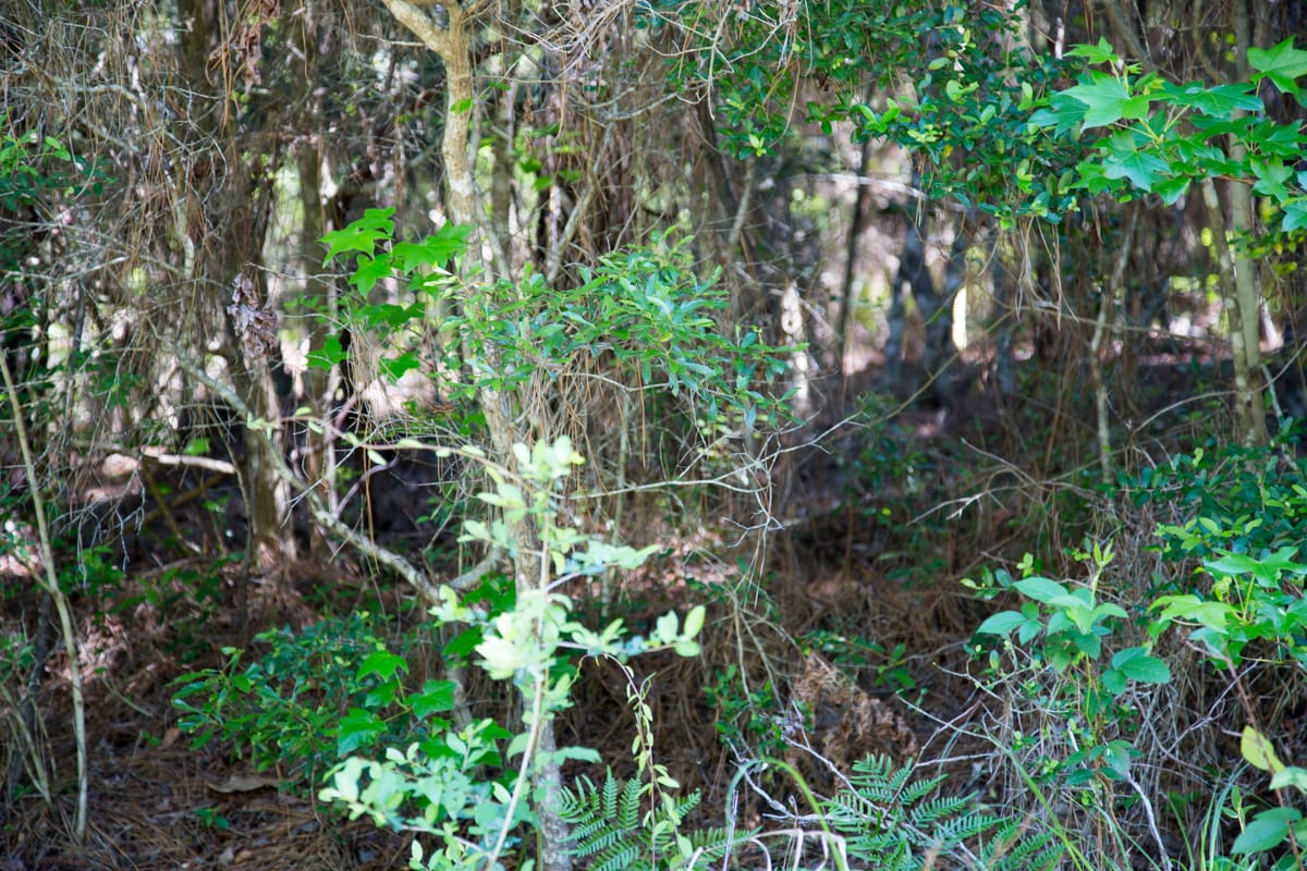 Rayburn Country Tract 285 photo 4