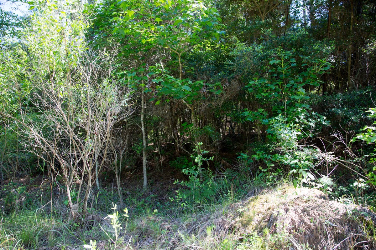 Rayburn Country Tract 285 photo 5