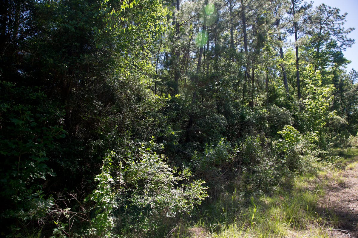 Rayburn Country Tract 285 photo 6